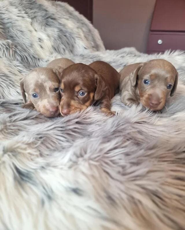 Beautiful KC Registered Miniature Dachshund Pups M image 4