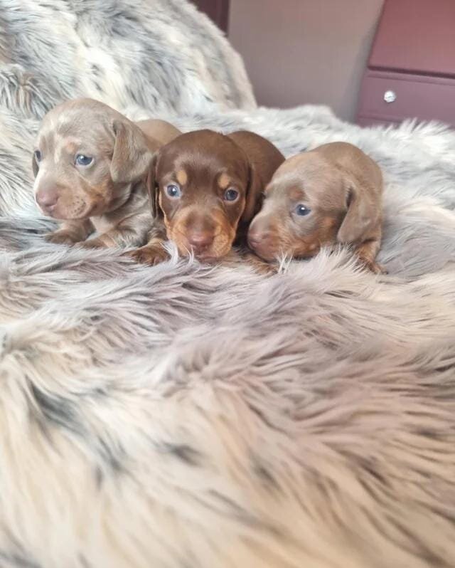Beautiful KC Registered Miniature Dachshund Pups M image 6