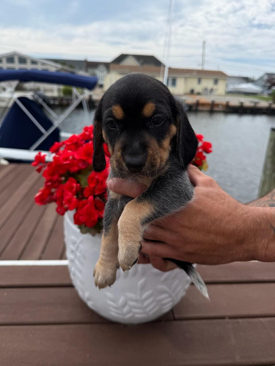 Beagle puppies image 2