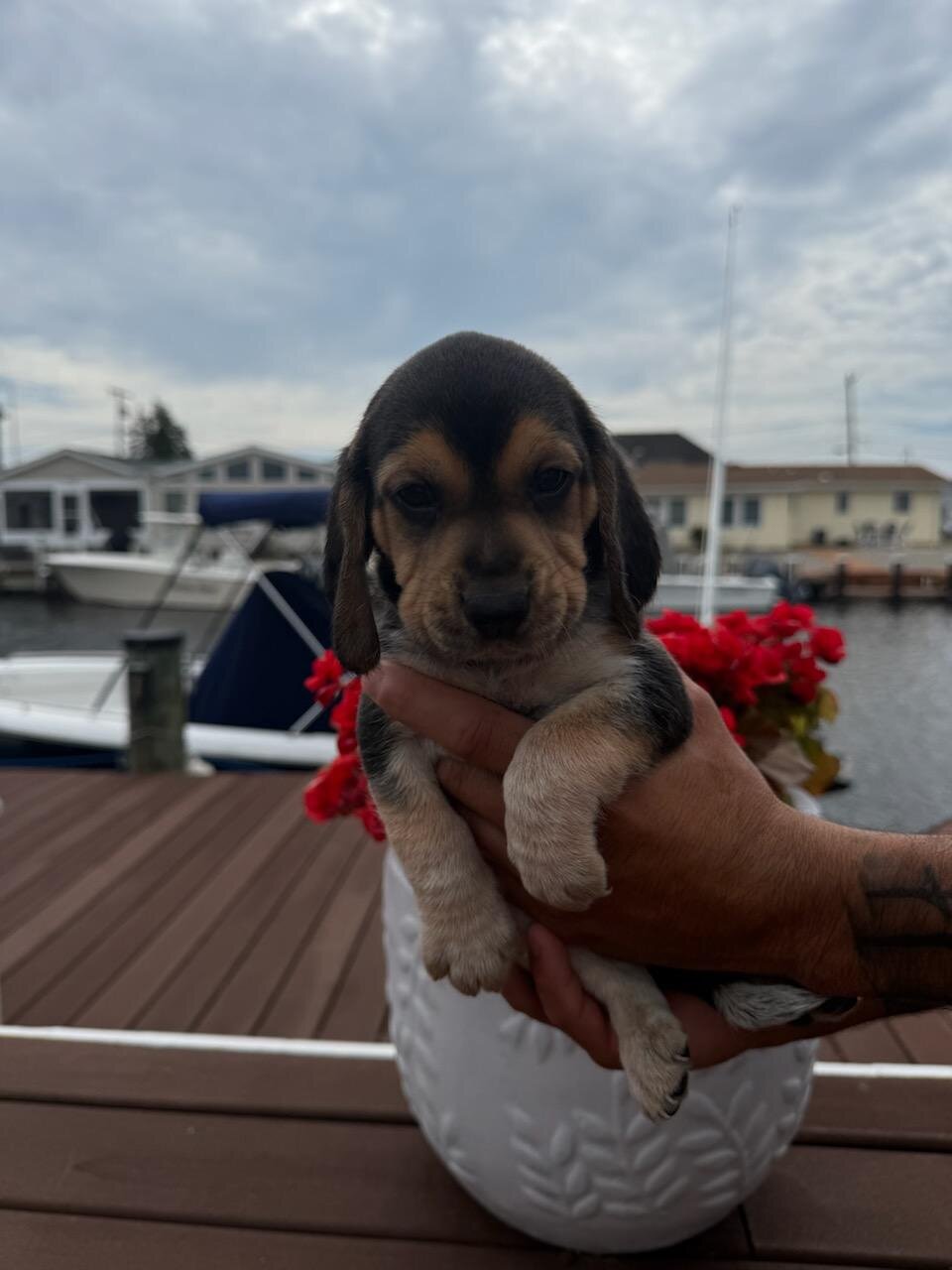 Beagle puppies image 1