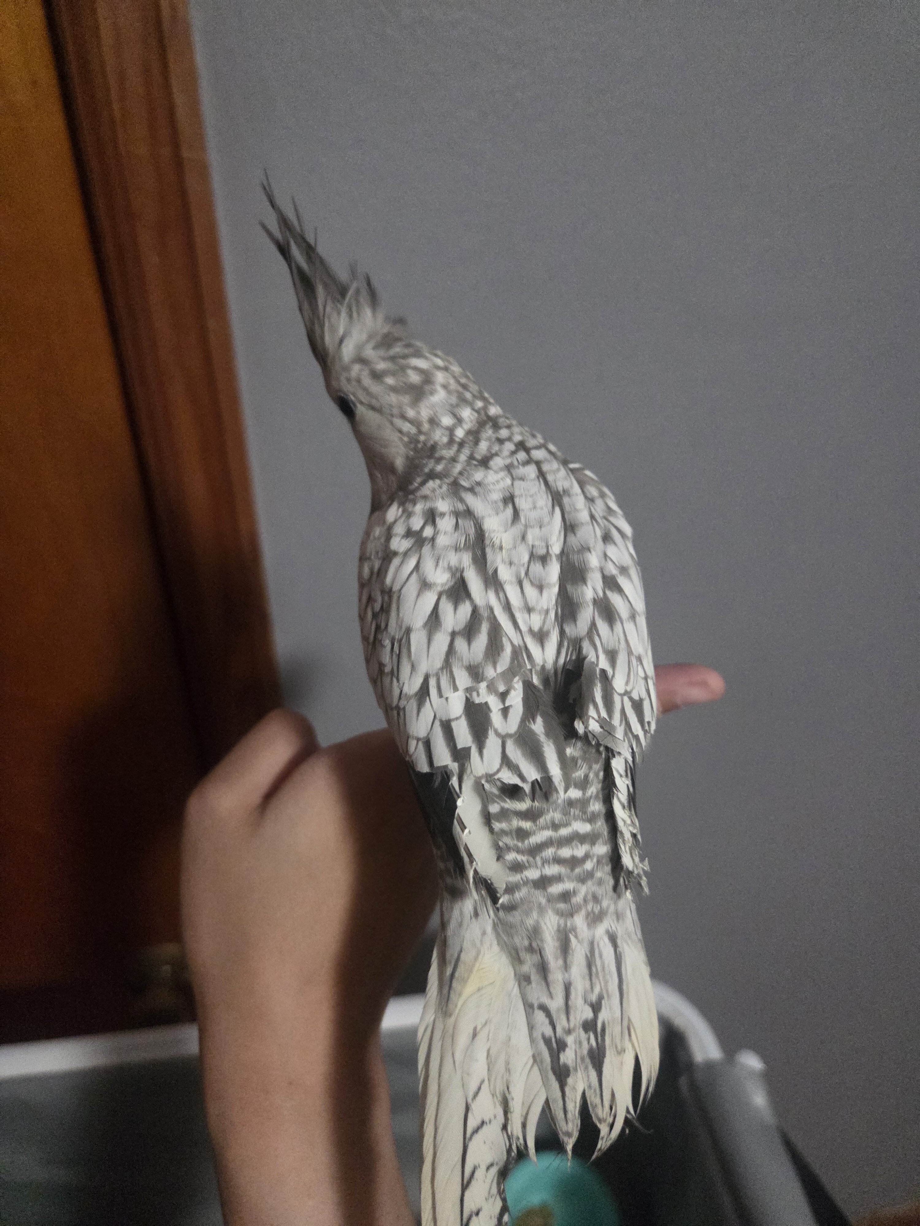 FEMALE COCKATIEL PEARL image 2