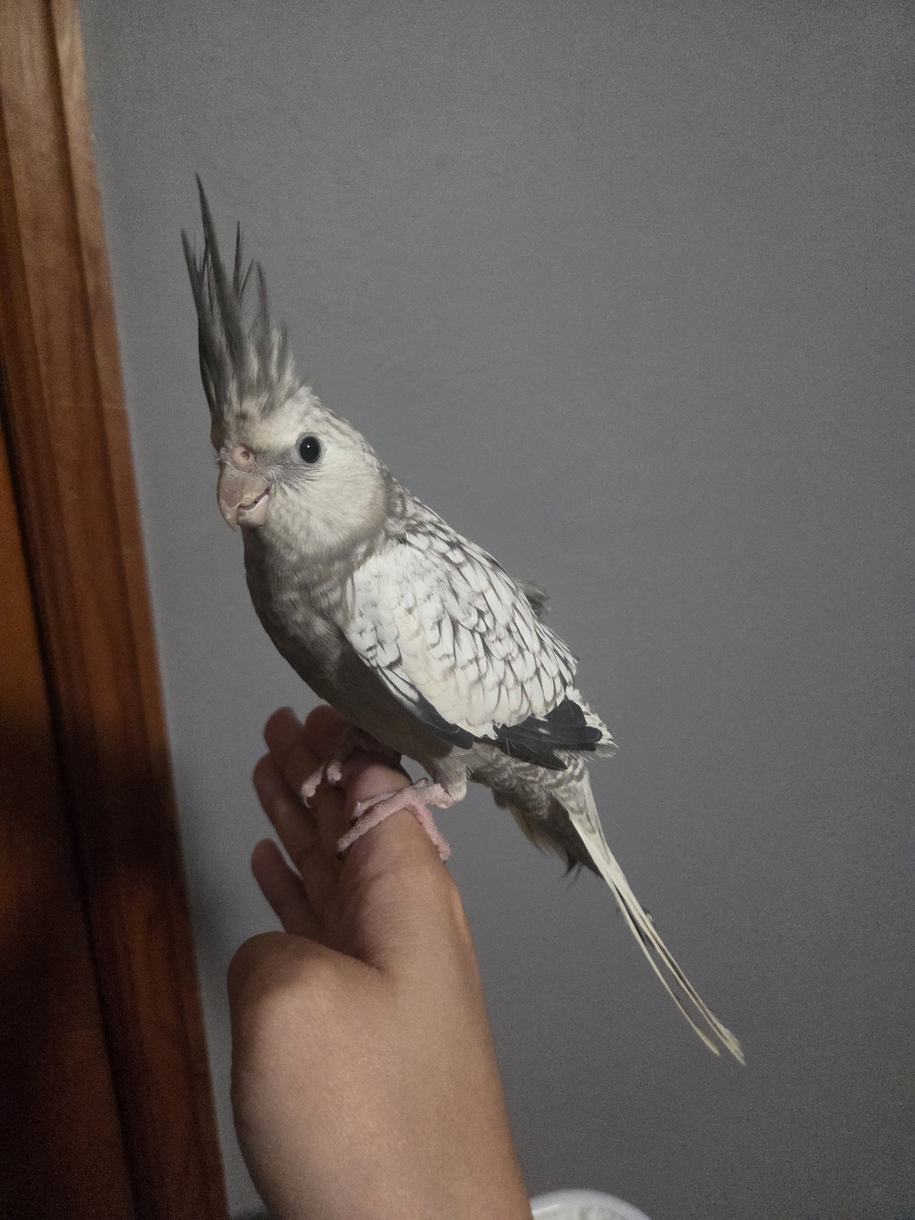 FEMALE COCKATIEL PEARL image 1