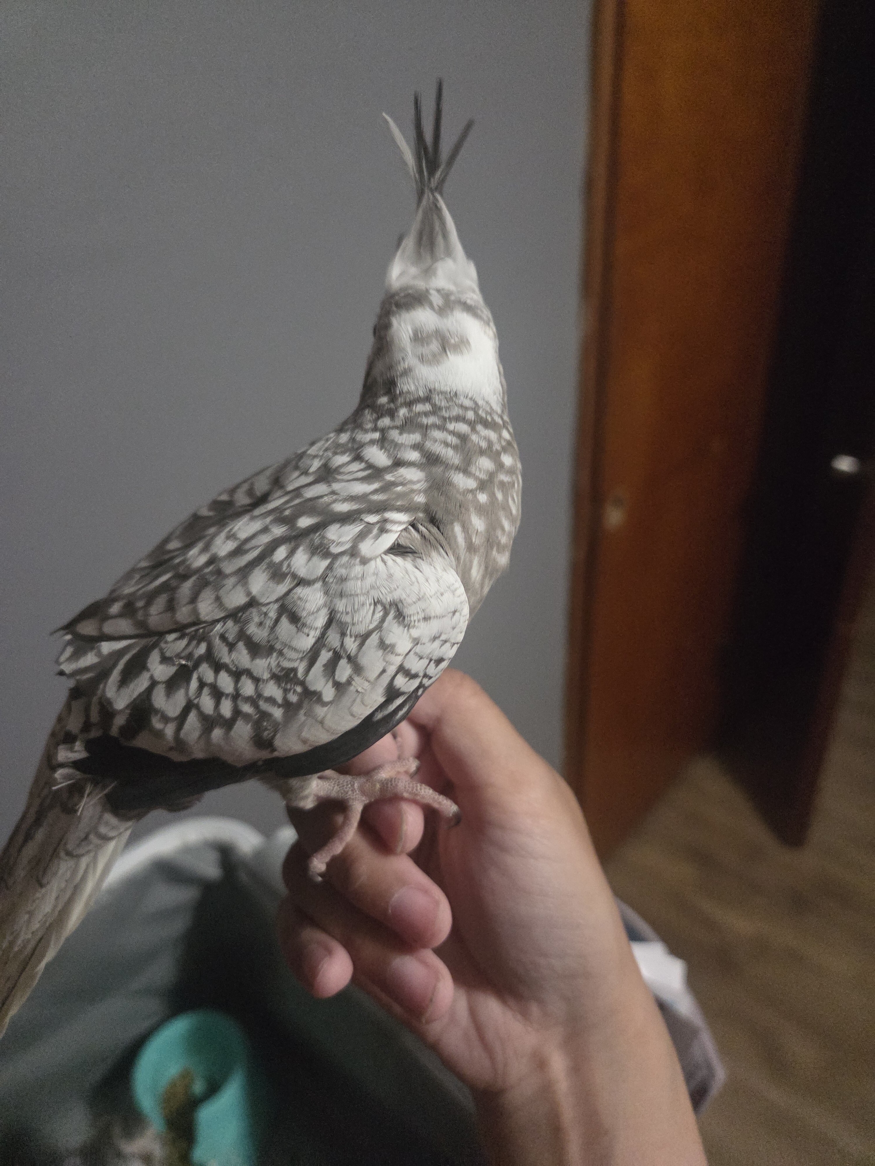 WHITEFACE PEARL COCKATIEL FEMALE image 2
