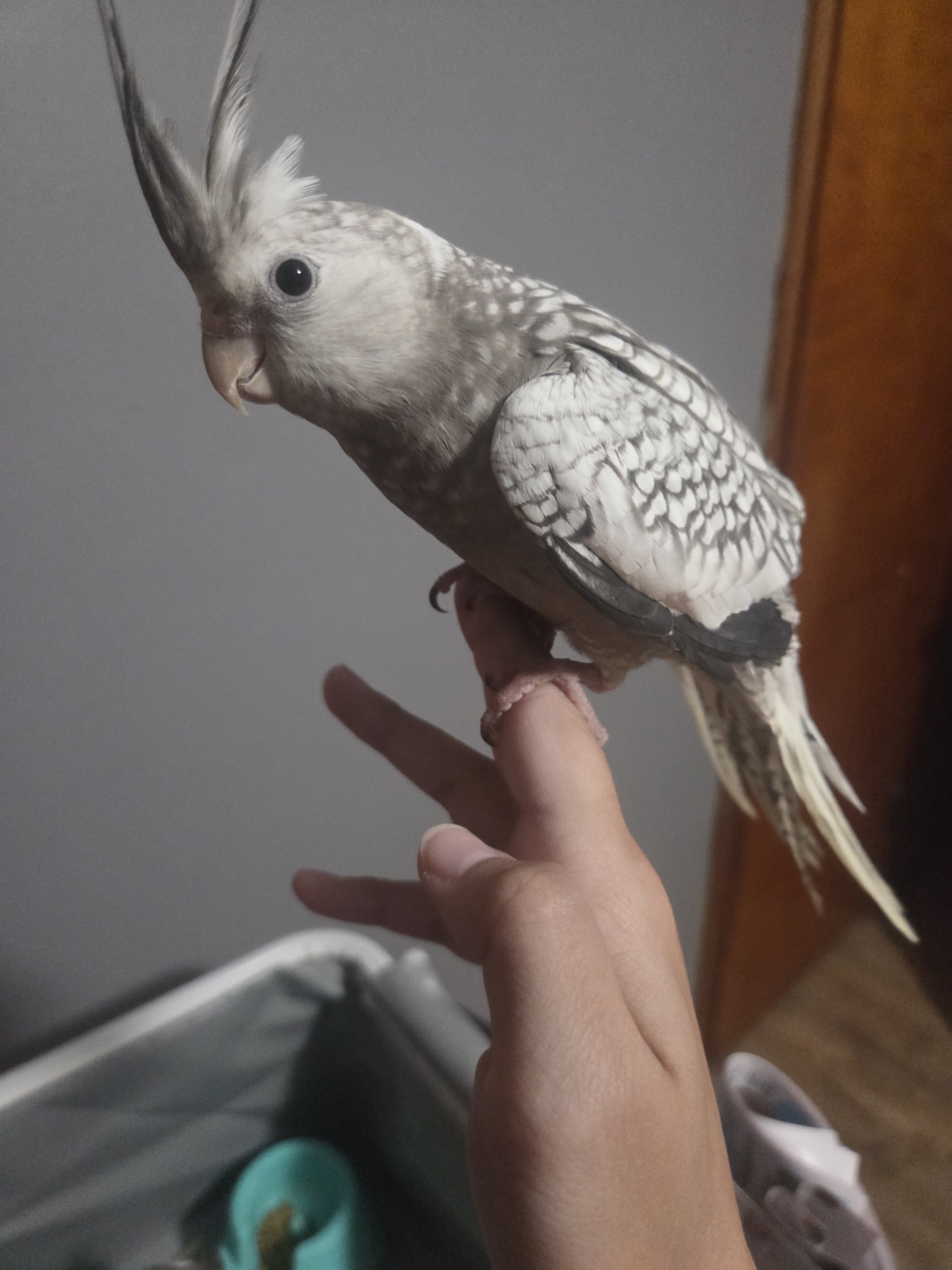 WHITEFACE PEARL COCKATIEL FEMALE image 3