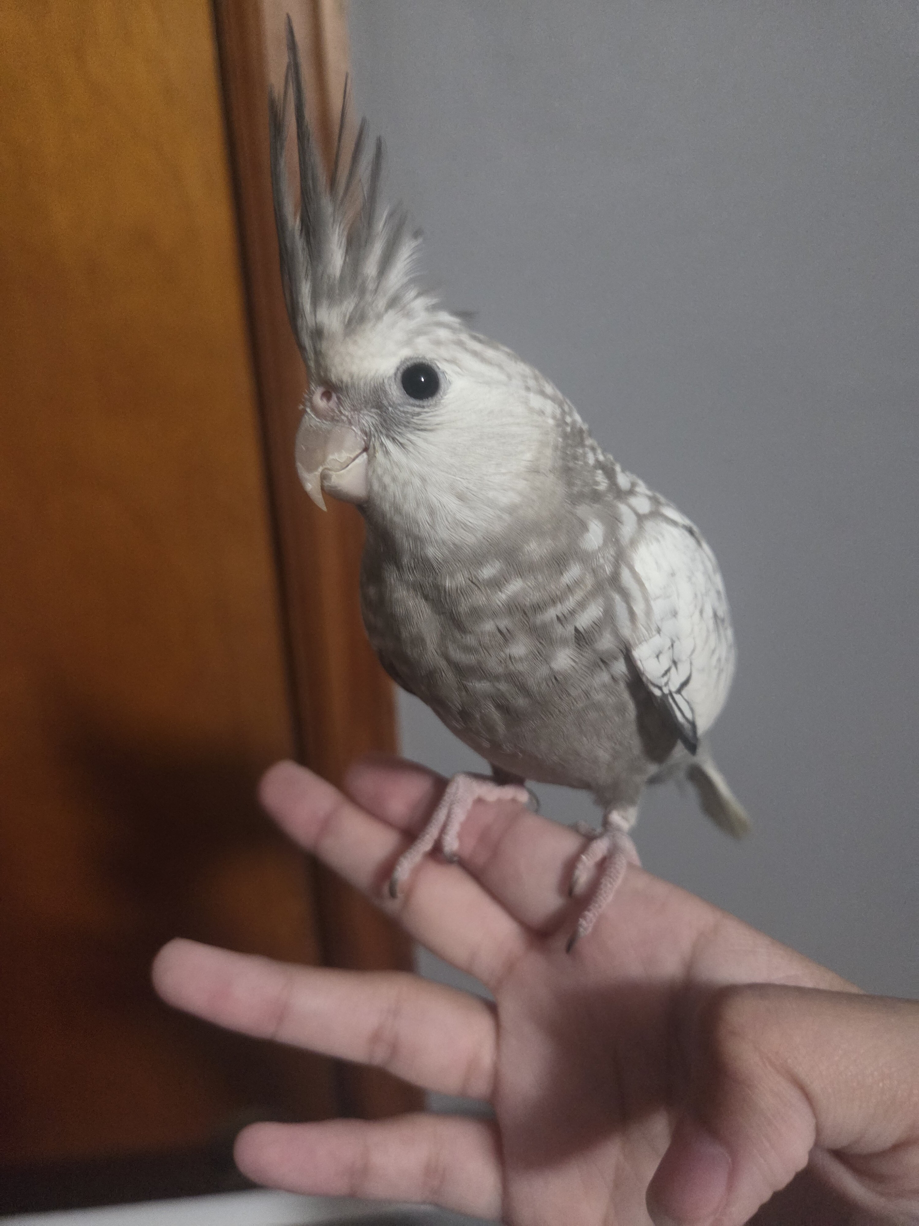 WHITEFACE PEARL COCKATIEL FEMALE image 1