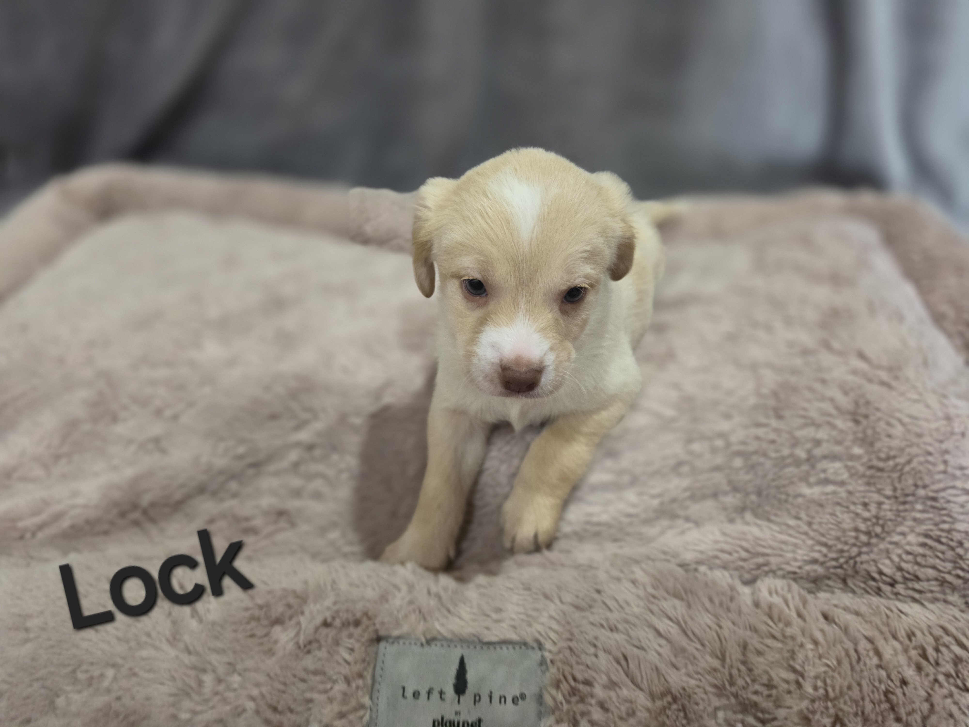 Chihuahua mix puppies image 2