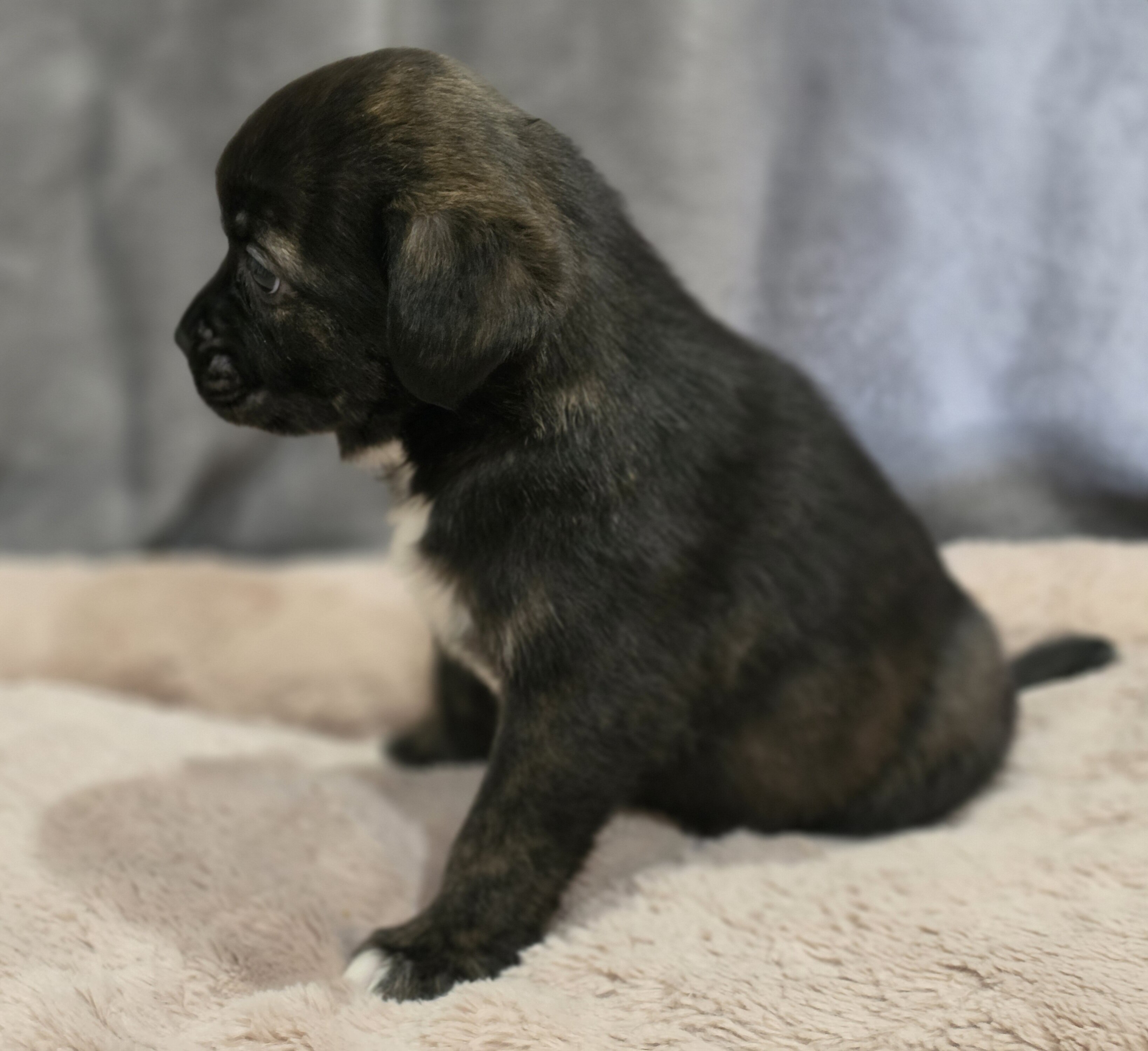 Chihuahua mix puppies image 1