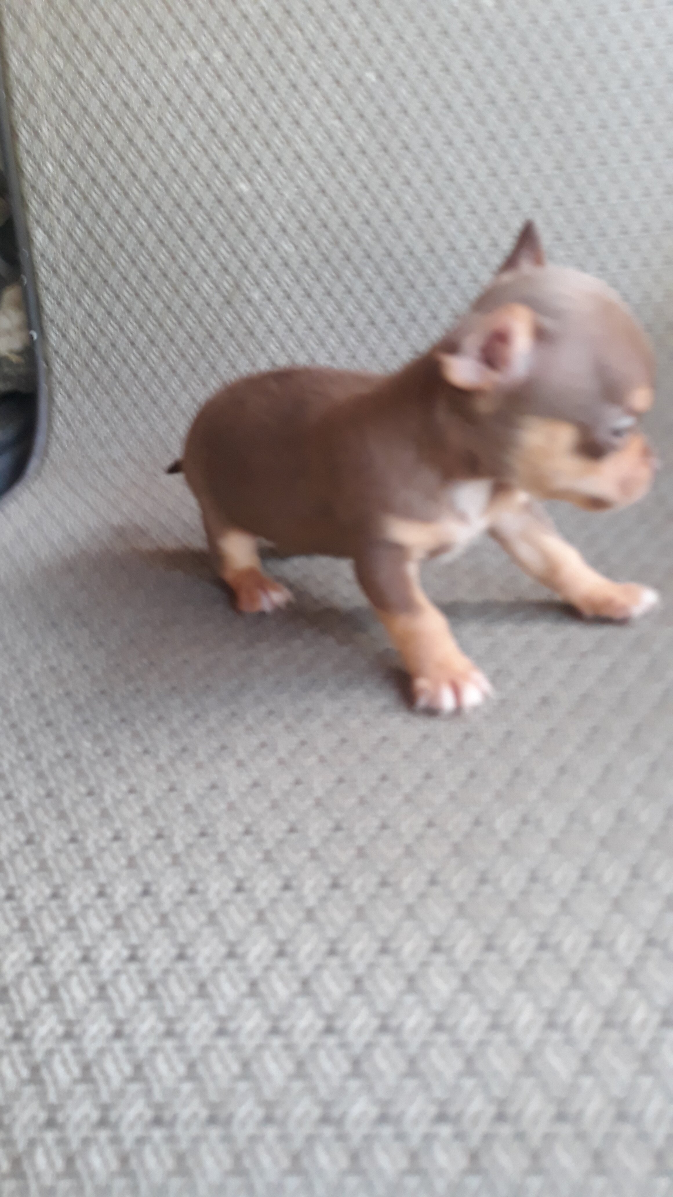 Tea cup Chihuahuas image 3