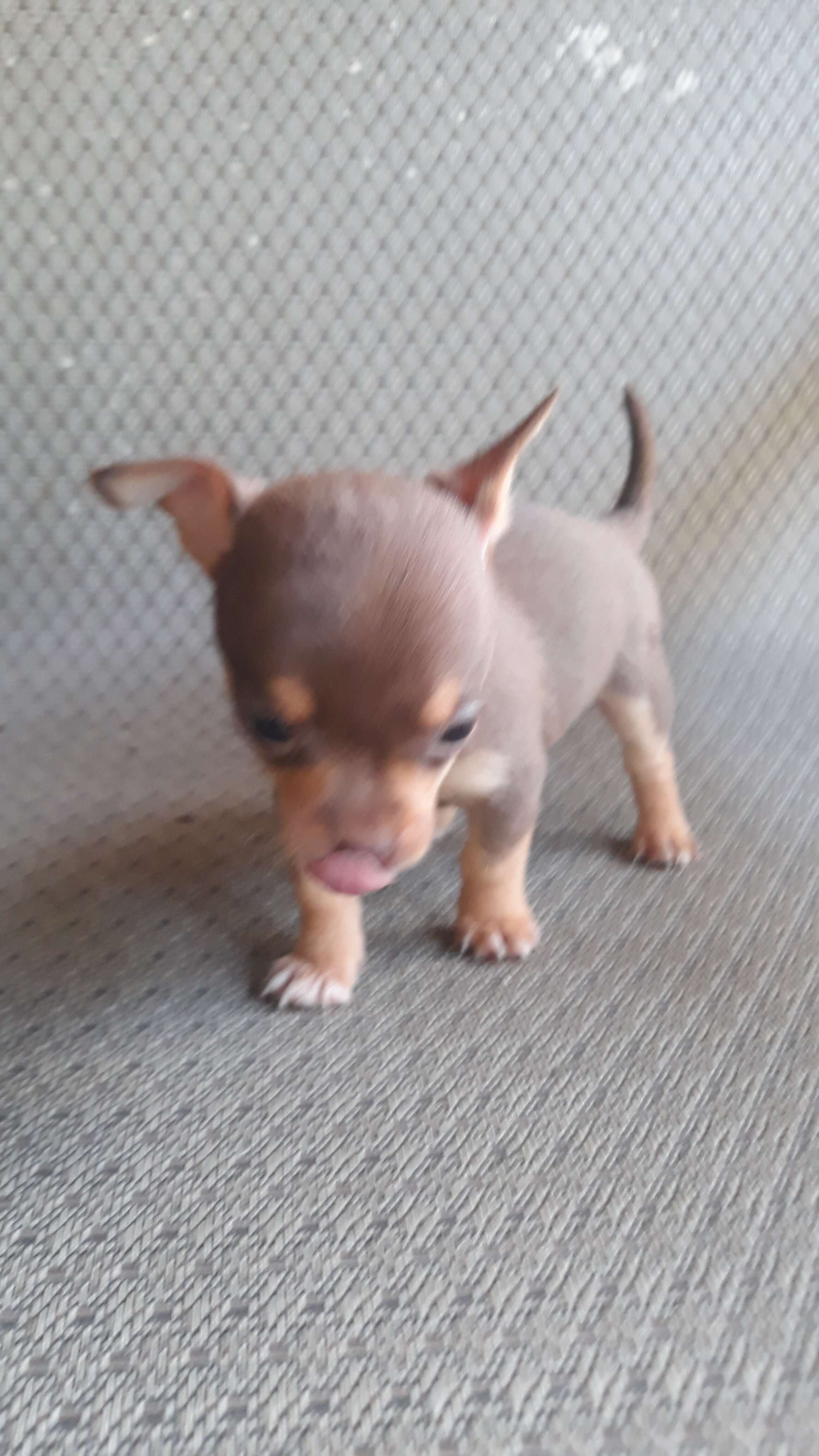 Tea cup Chihuahuas image 2