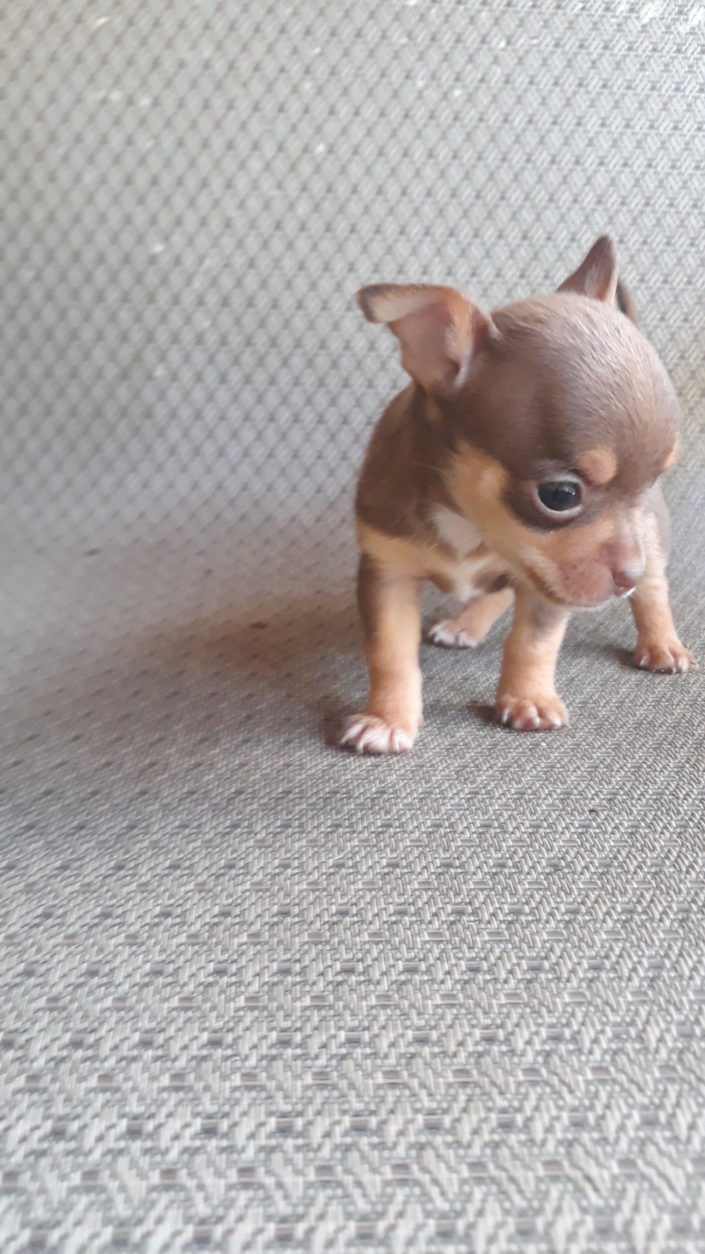 Tea cup Chihuahuas image 1