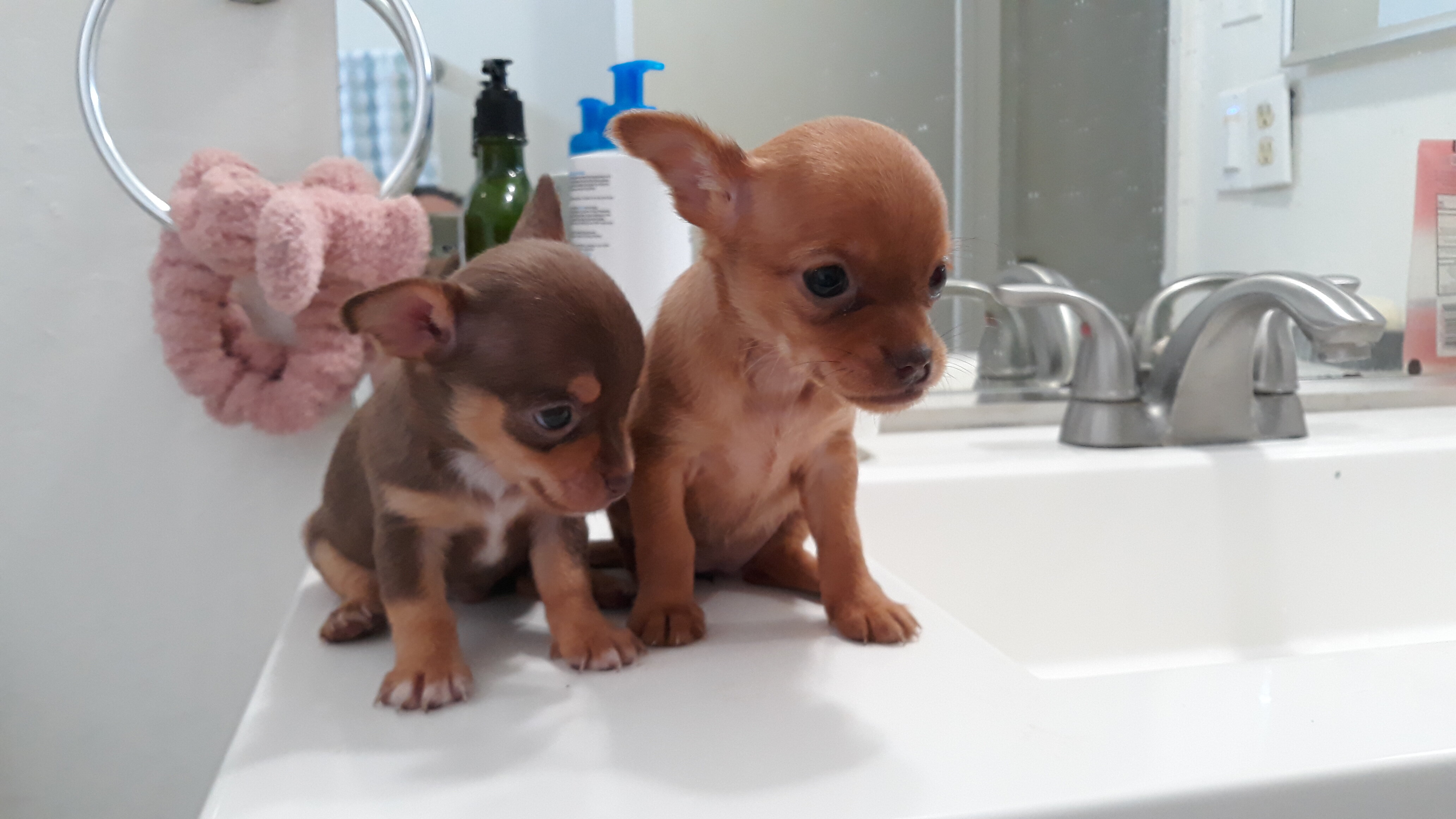 Tea cup Chihuahuas image 4