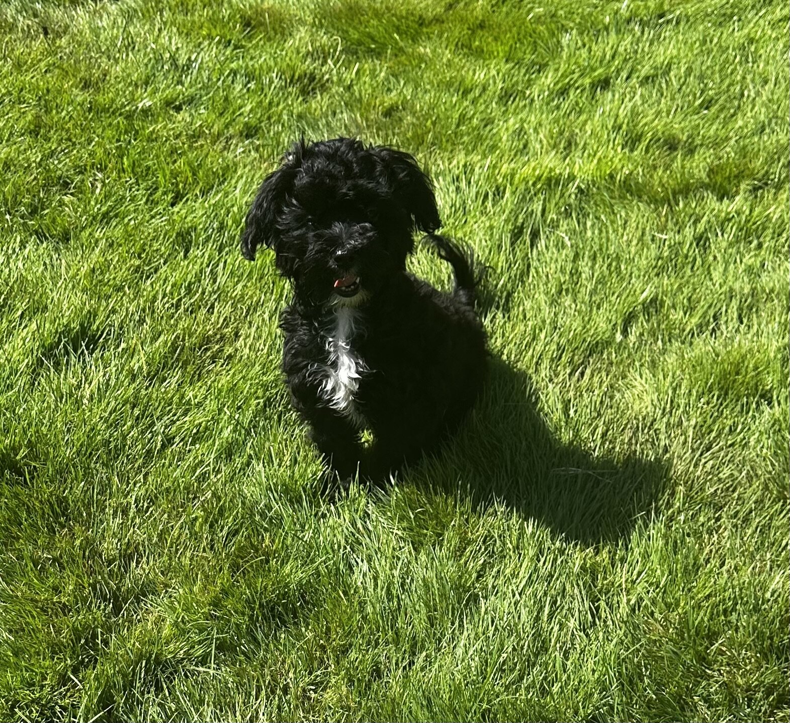 Maltipoo’s image 3