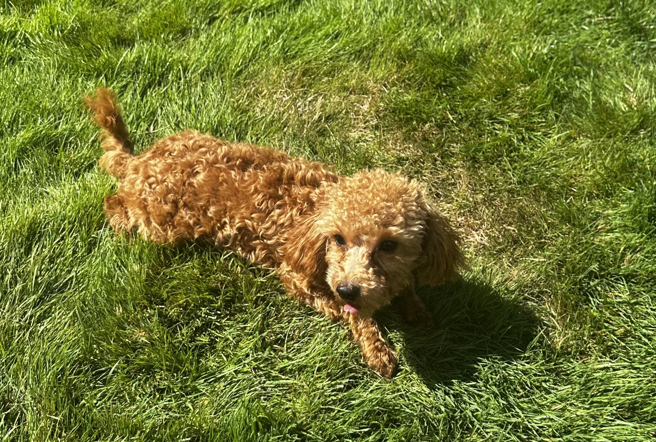 Maltipoo’s image 2