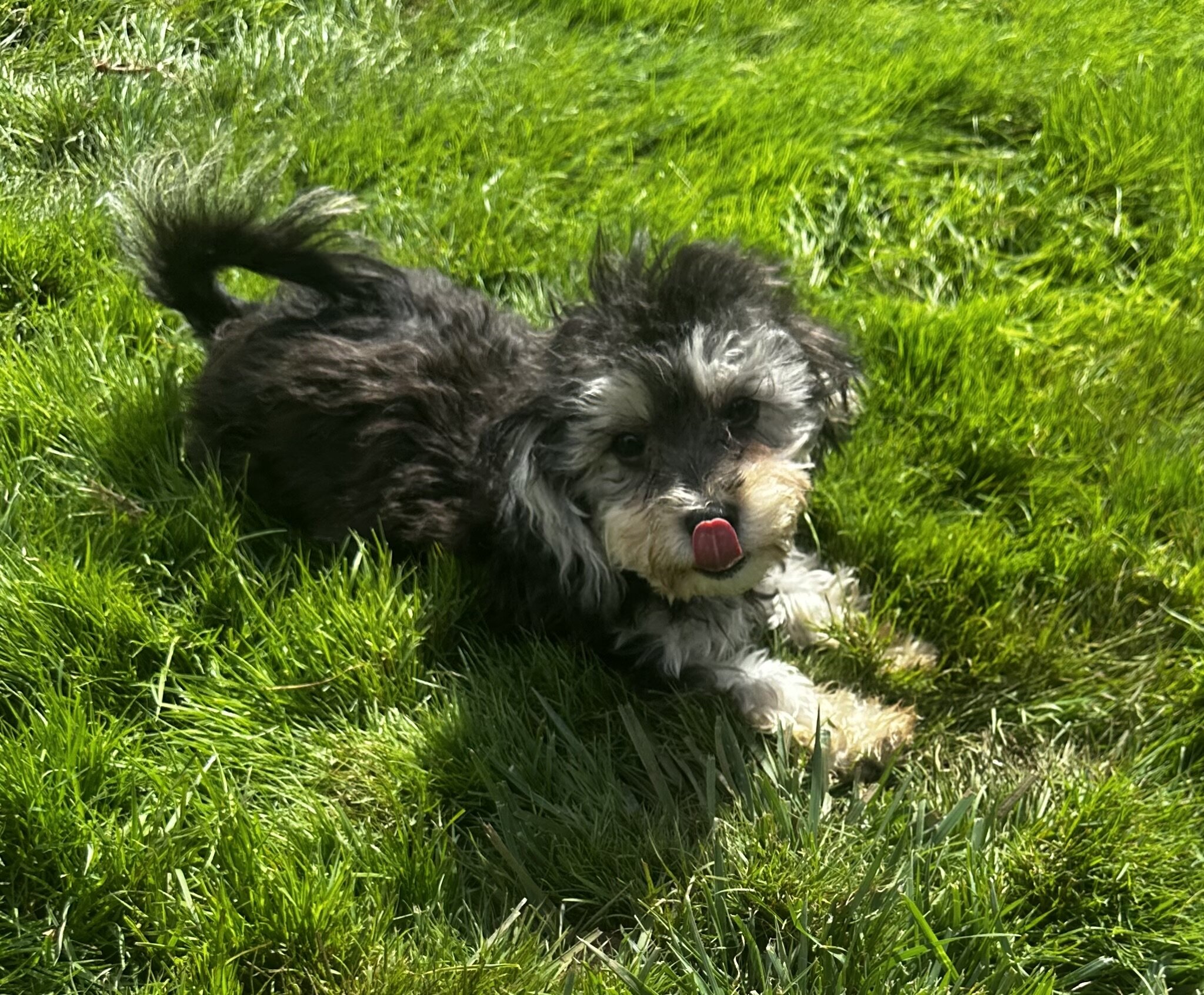 Maltipoo’s image 1