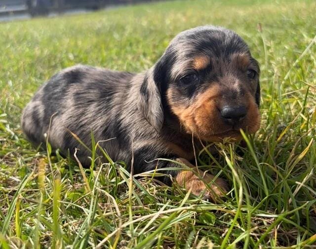 5 stunning mini dachshunds for sale❤️🏡🥰 Miniatur image 1