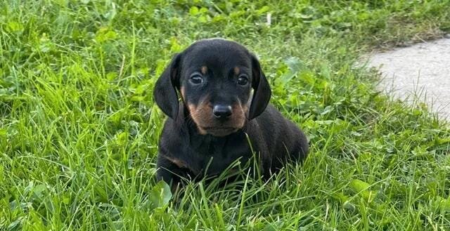 5 stunning mini dachshunds for sale❤️🏡🥰 Miniatur image 2
