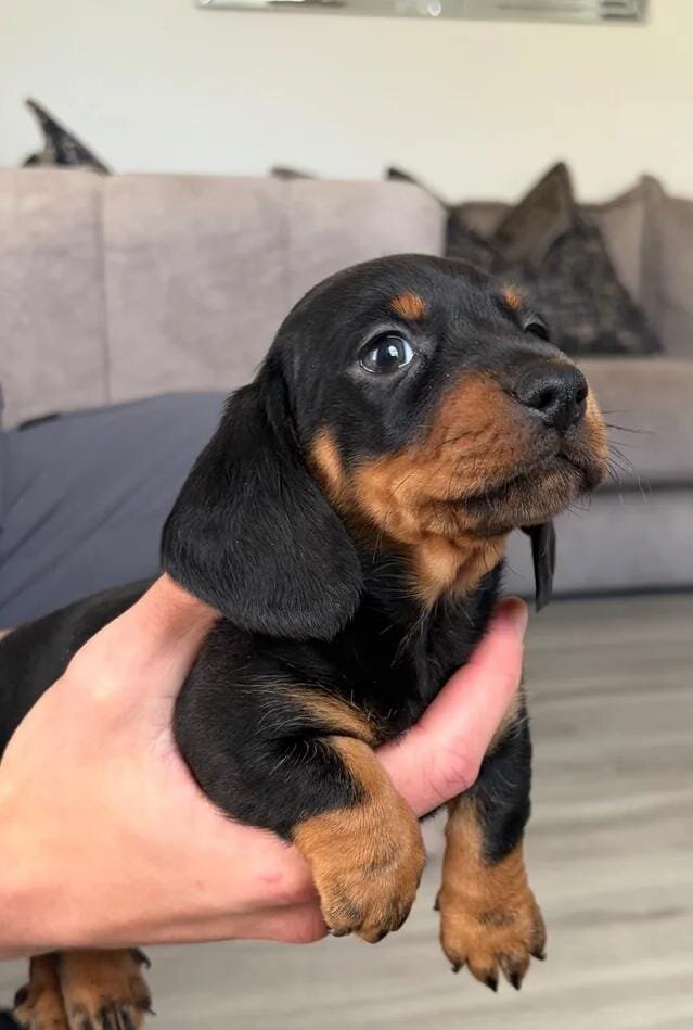 5 stunning mini dachshunds for sale❤️🏡🥰 Miniatur image 3