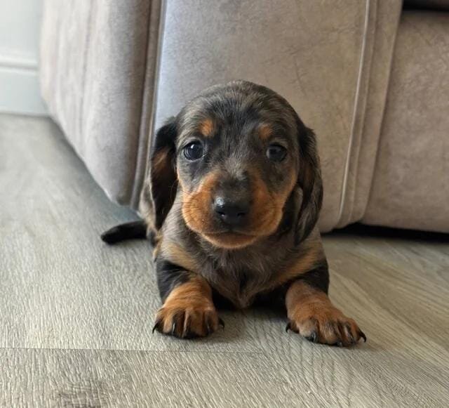 5 stunning mini dachshunds for sale❤️🏡🥰 Miniatur image 4