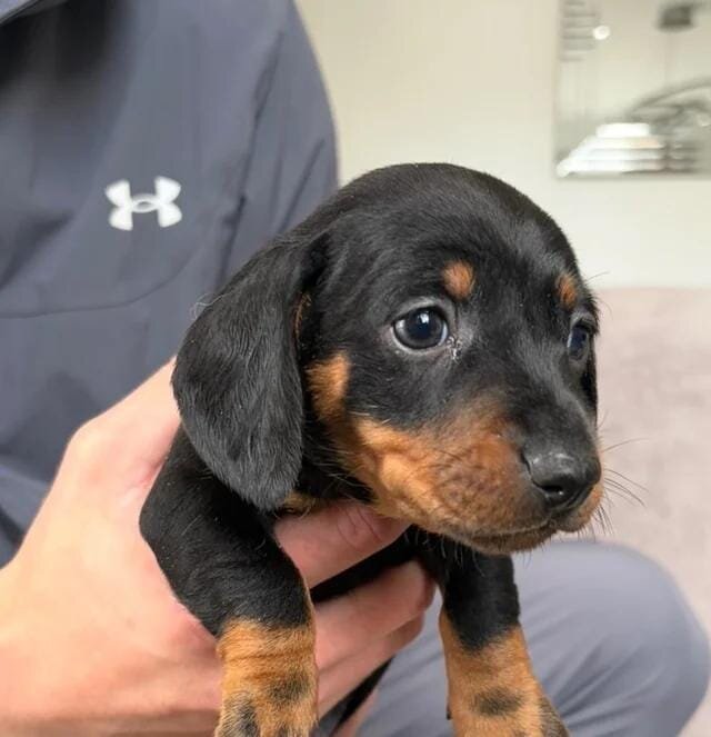 5 stunning mini dachshunds for sale❤️🏡🥰 Miniatur image 5