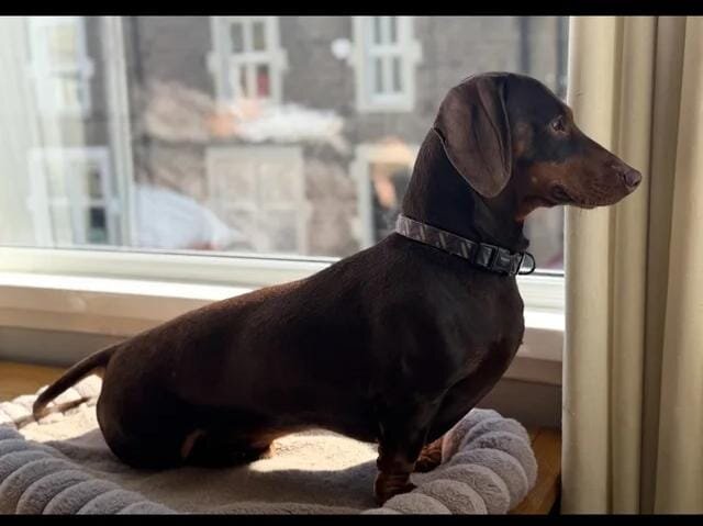 5 stunning mini dachshunds for sale❤️🏡🥰 Miniatur image 7