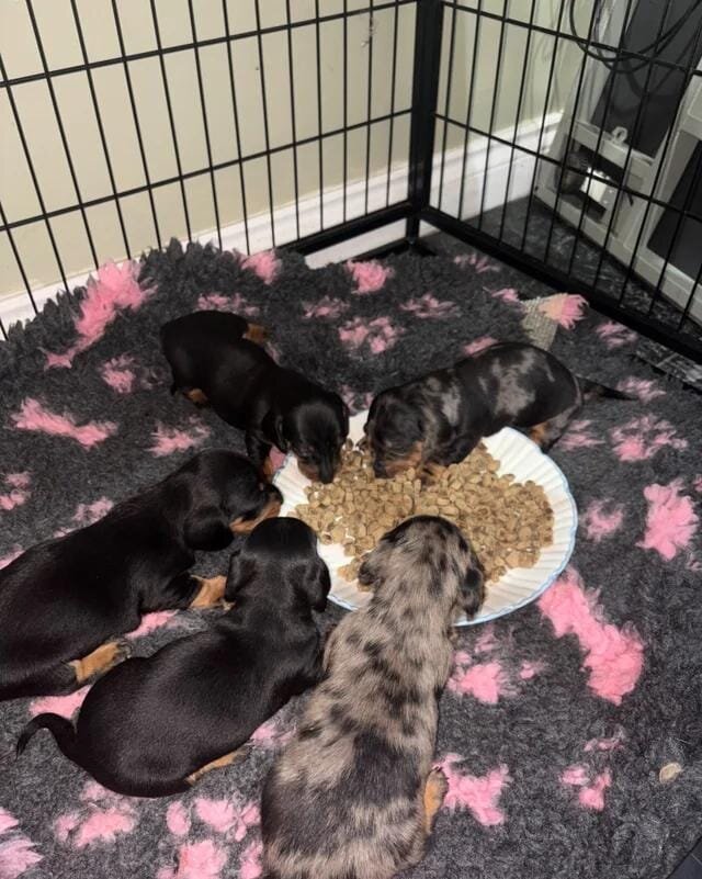 5 stunning mini dachshunds for sale❤️🏡🥰 Miniatur image 8