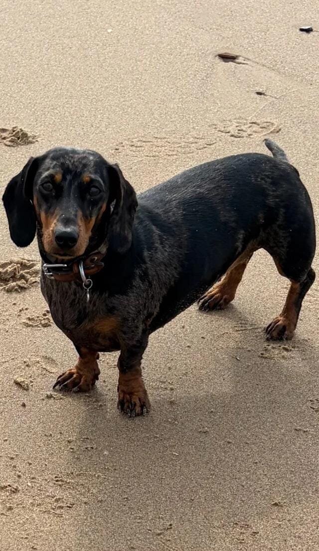 5 stunning mini dachshunds for sale❤️🏡🥰 Miniatur image 10