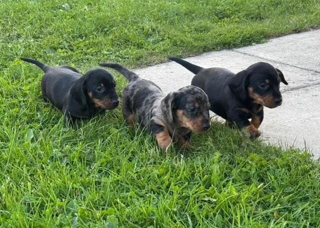 5 stunning mini dachshunds for sale❤️🏡🥰 Miniatur image 6