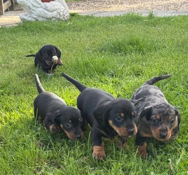 5 stunning mini dachshunds for sale❤️🏡🥰 Miniatur image 9