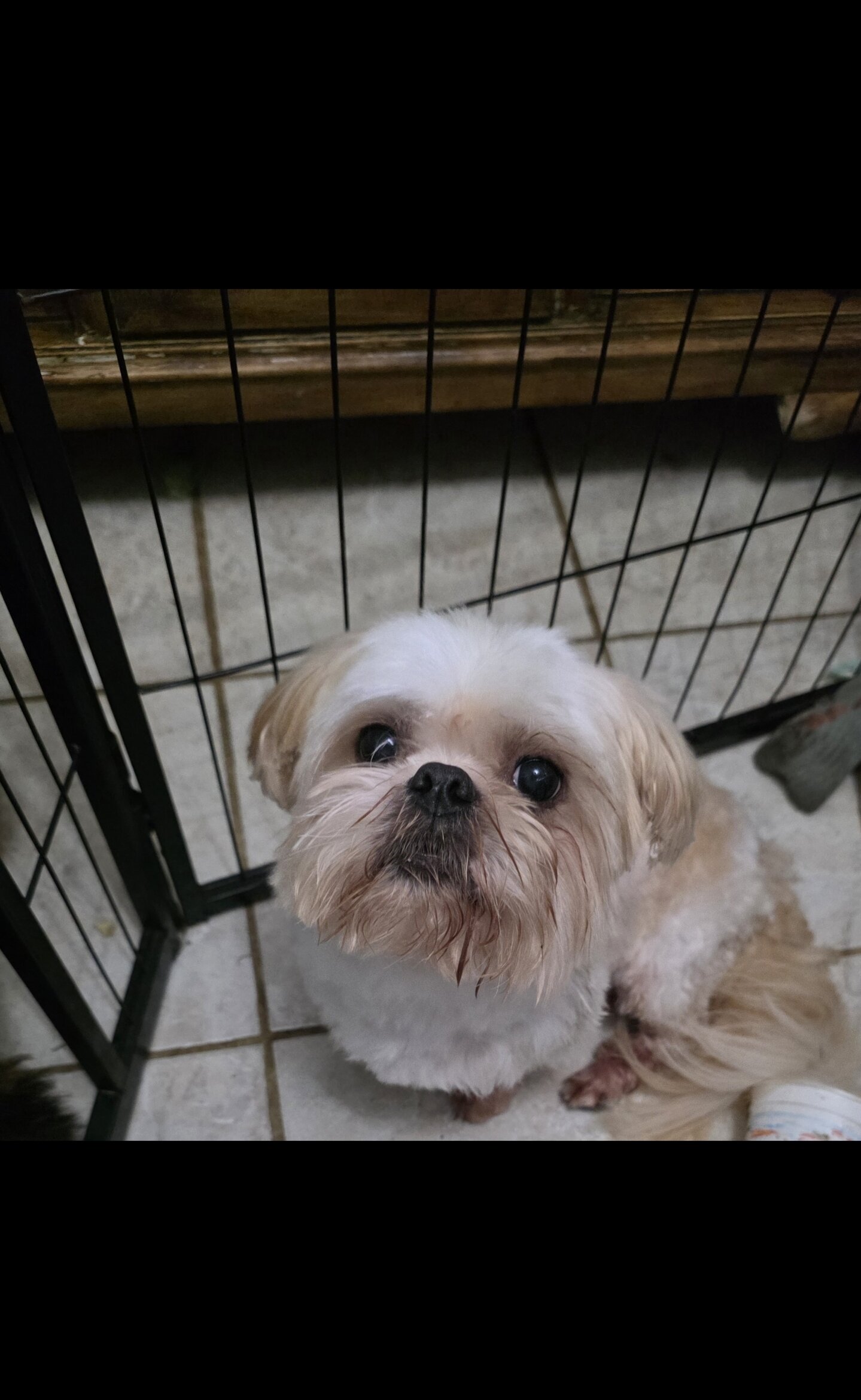 Shih tuz image 1