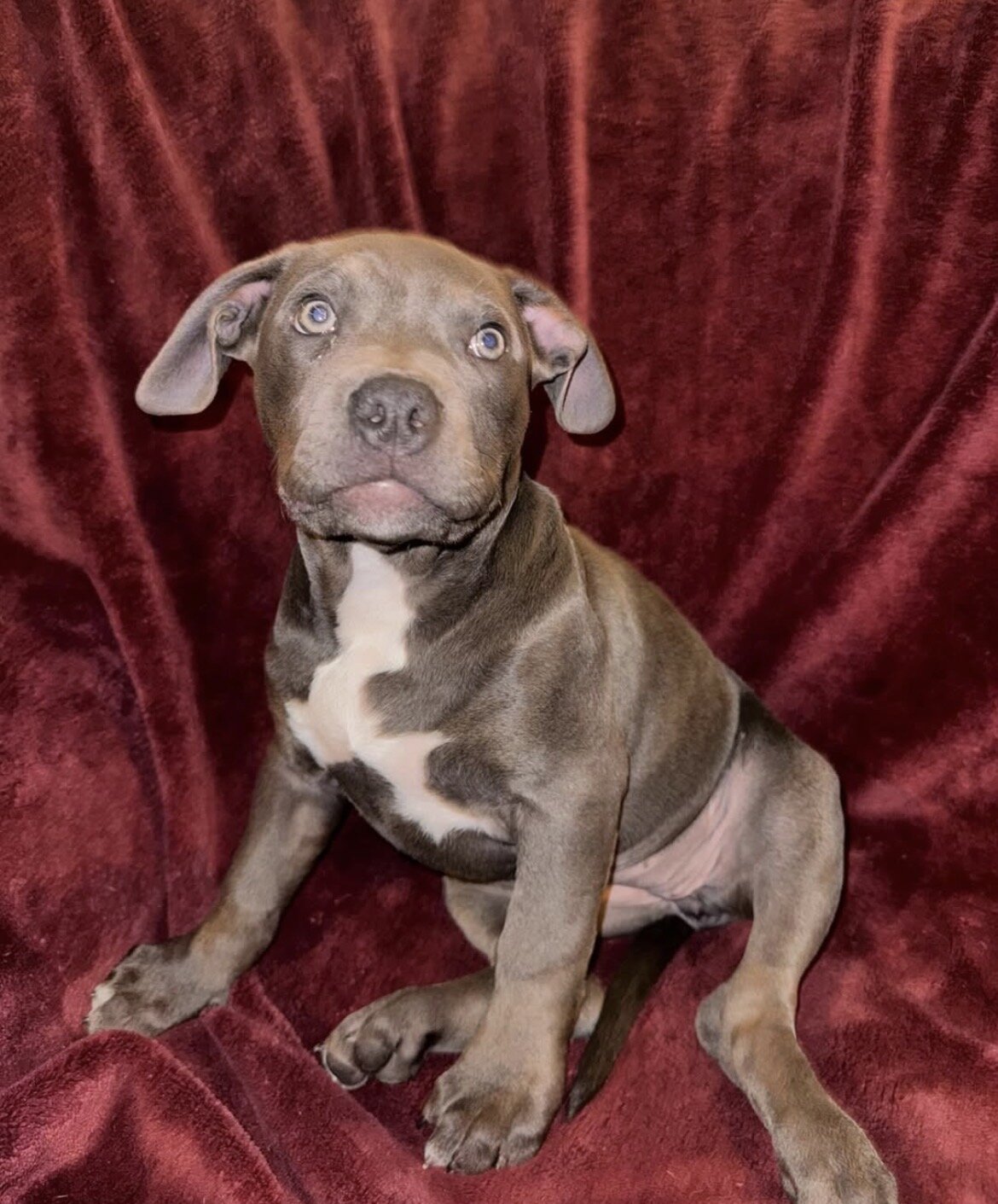 🐾 12-Week-Old Blue Trindle Female American Bully image 1