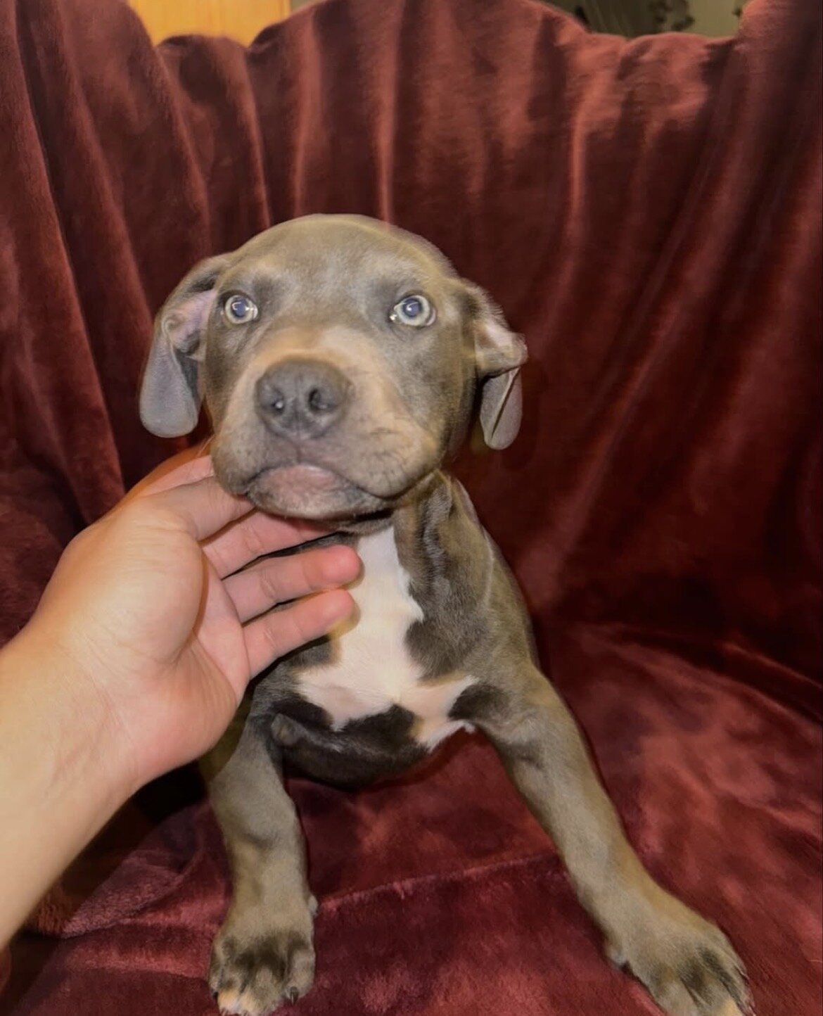 🐾 12-Week-Old Blue Trindle Female American Bully image 5