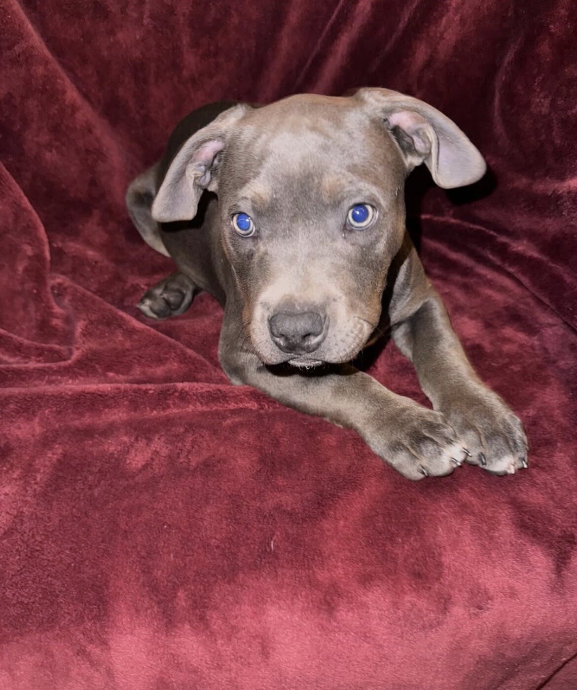 🐾 12-Week-Old Blue Trindle Female American Bully image 6
