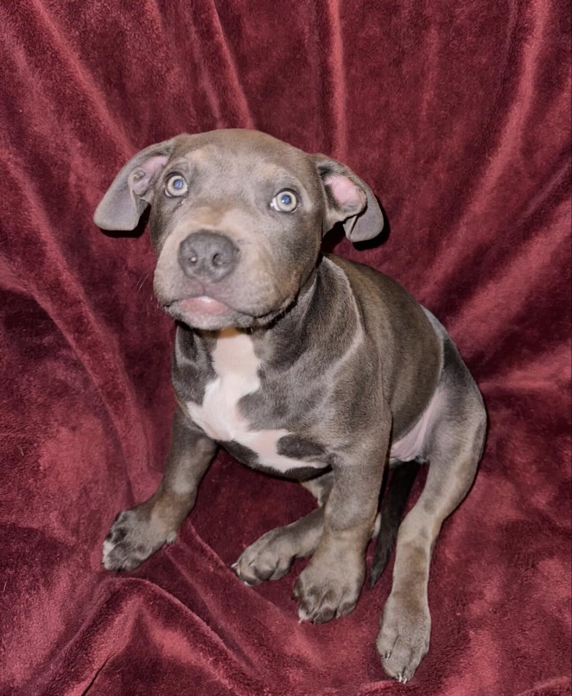 🐾 12-Week-Old Blue Trindle Female American Bully image 3