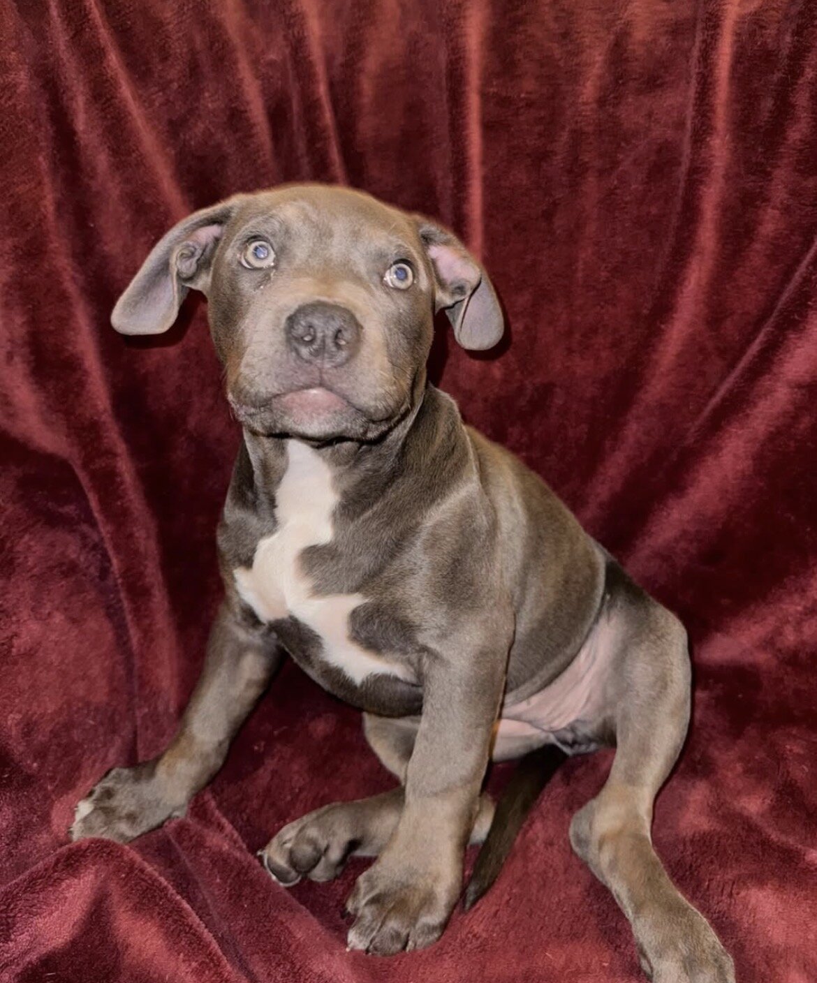 🐾 12-Week-Old Blue Trindle Female American Bully image 4