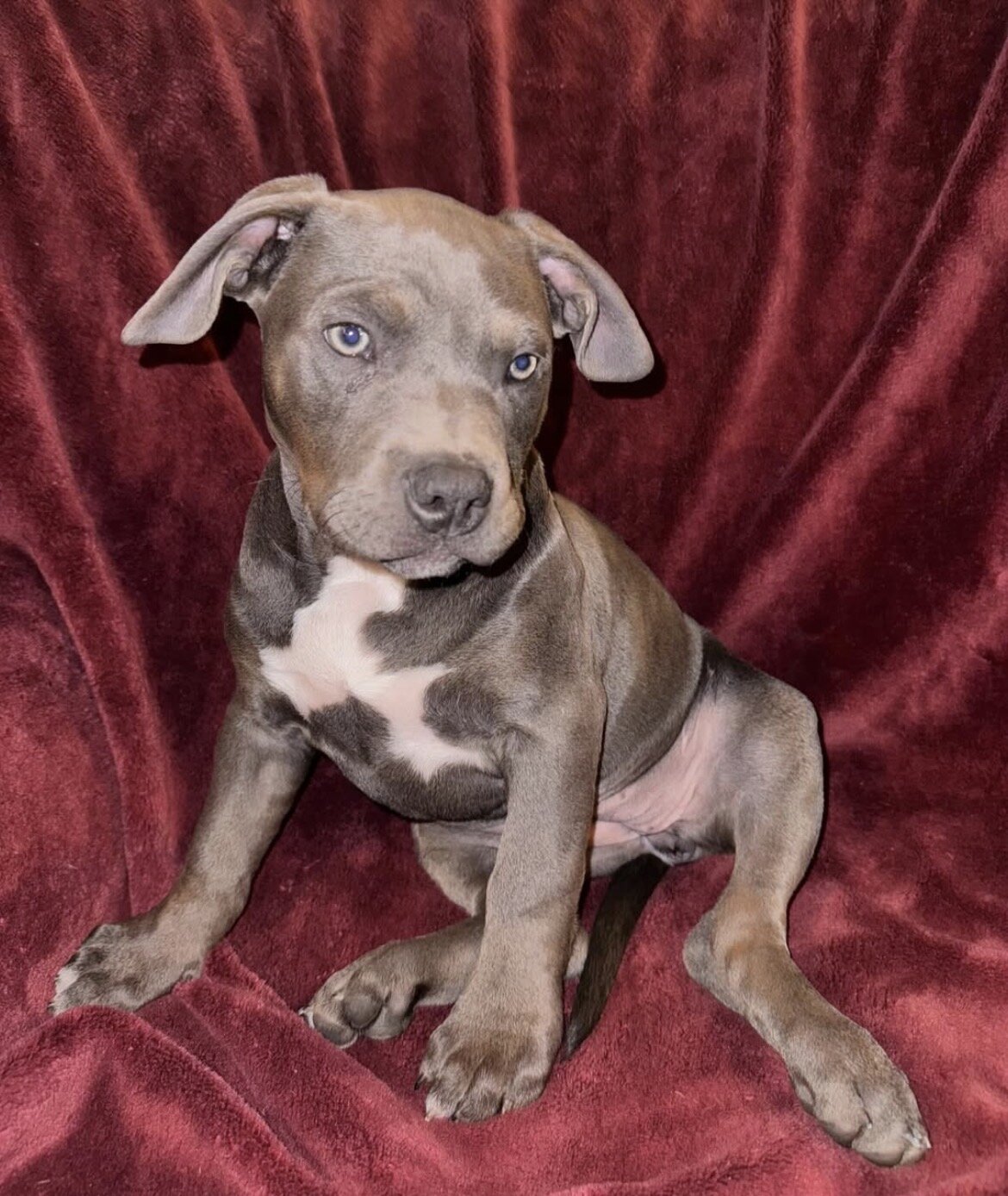 🐾 12-Week-Old Blue Trindle Female American Bully image 2