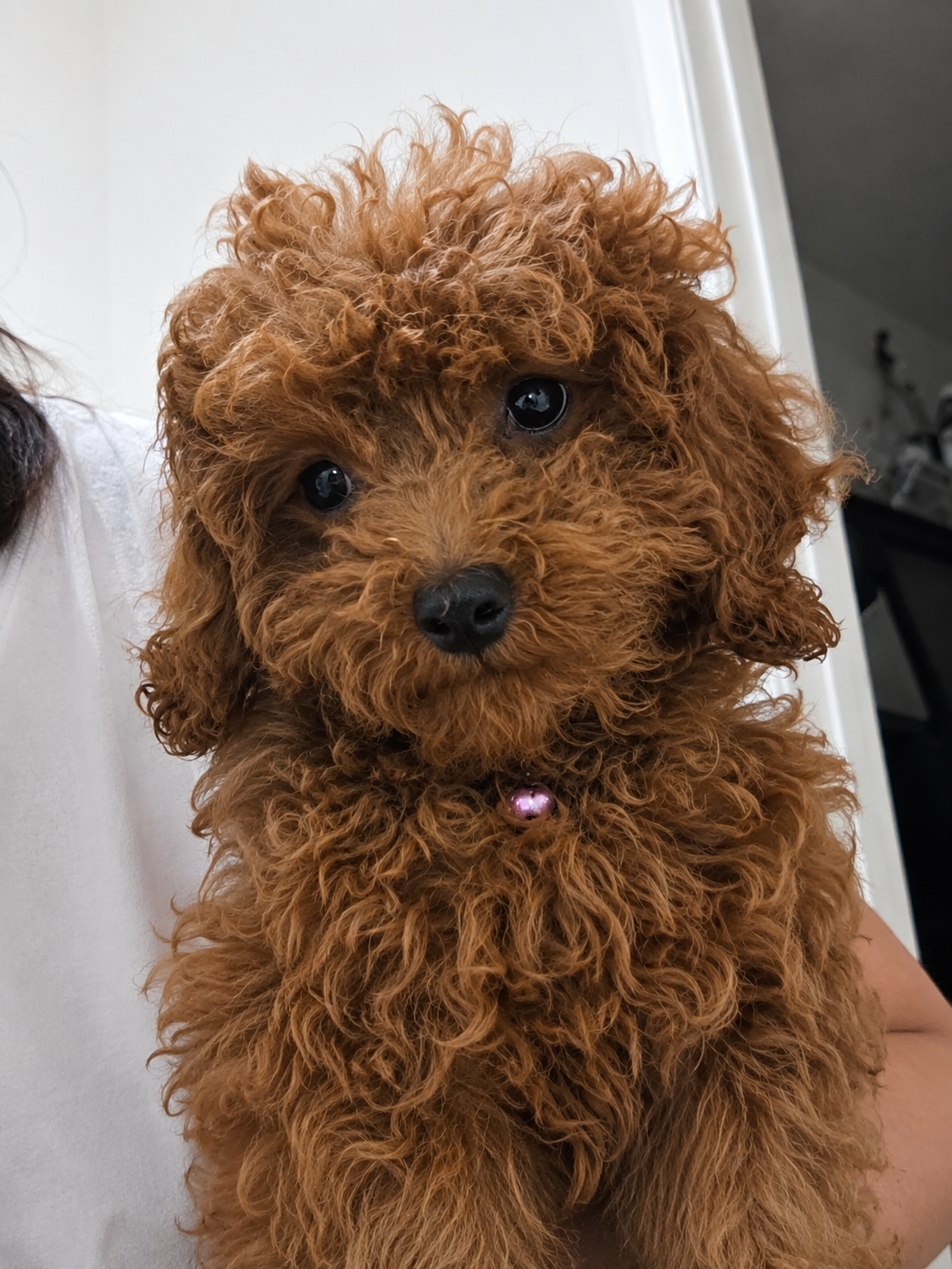 Toy red poodle image 1
