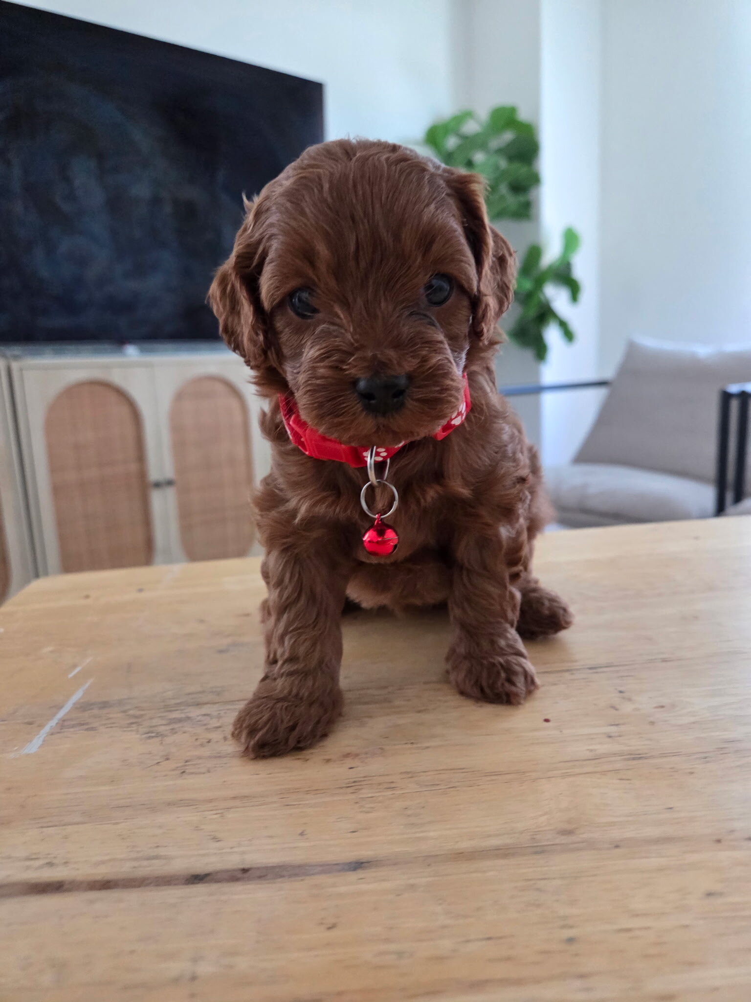 Toy red poodle image 2