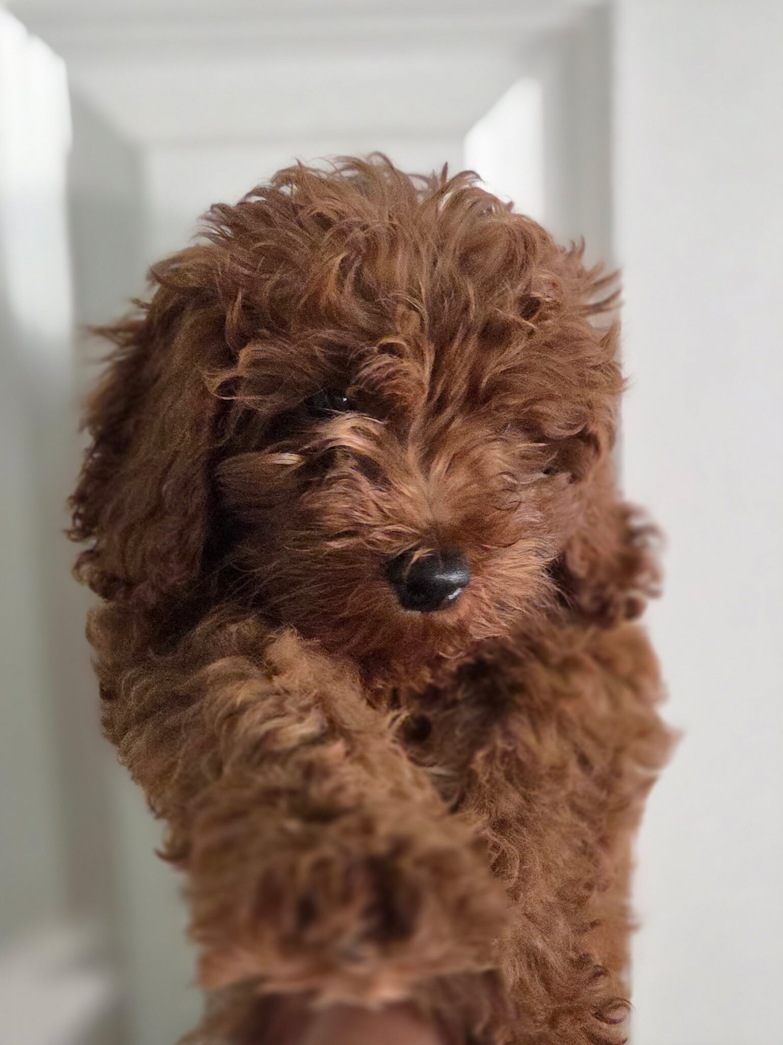 Toy red poodle image 4