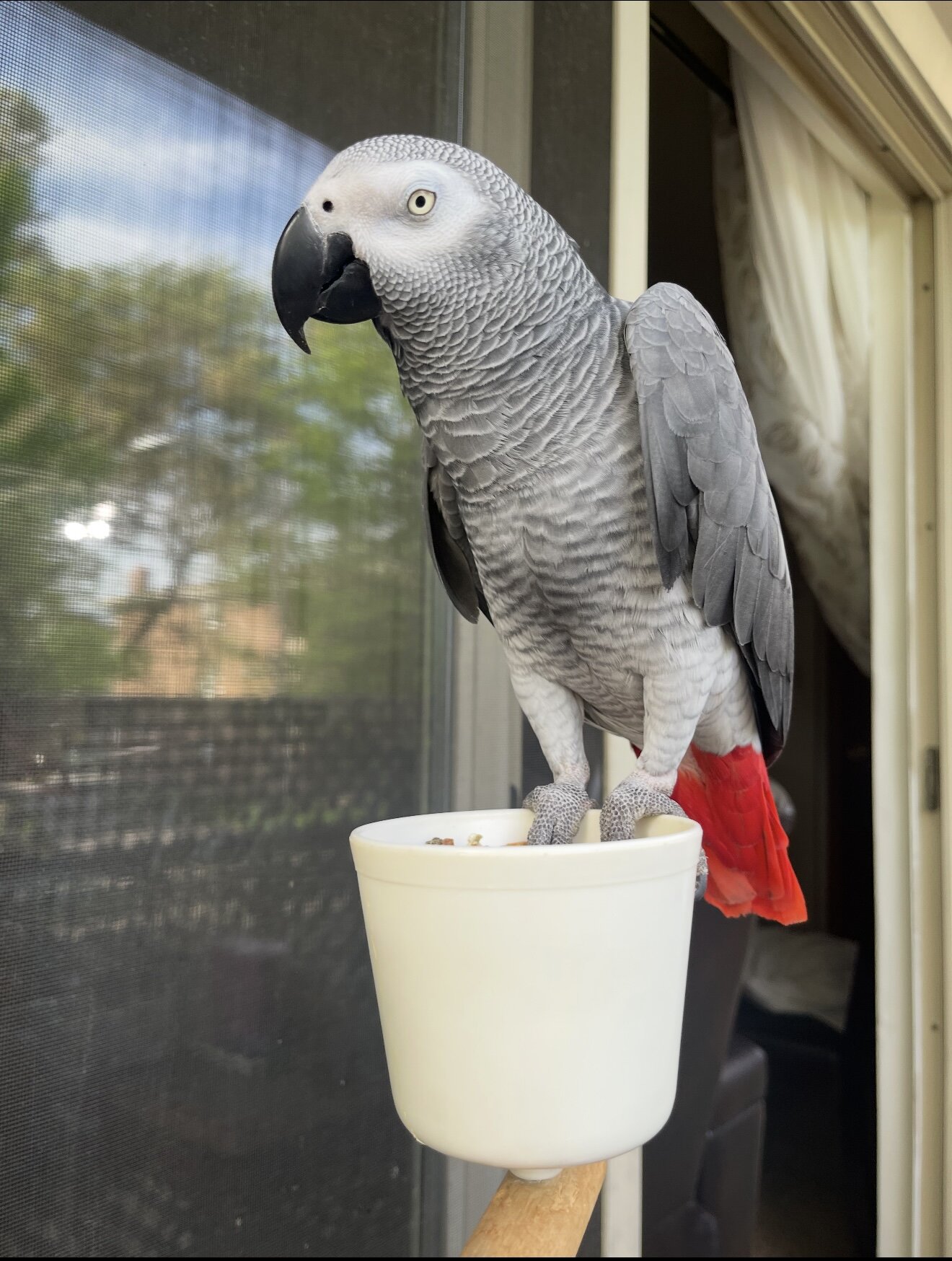 African grey image 2