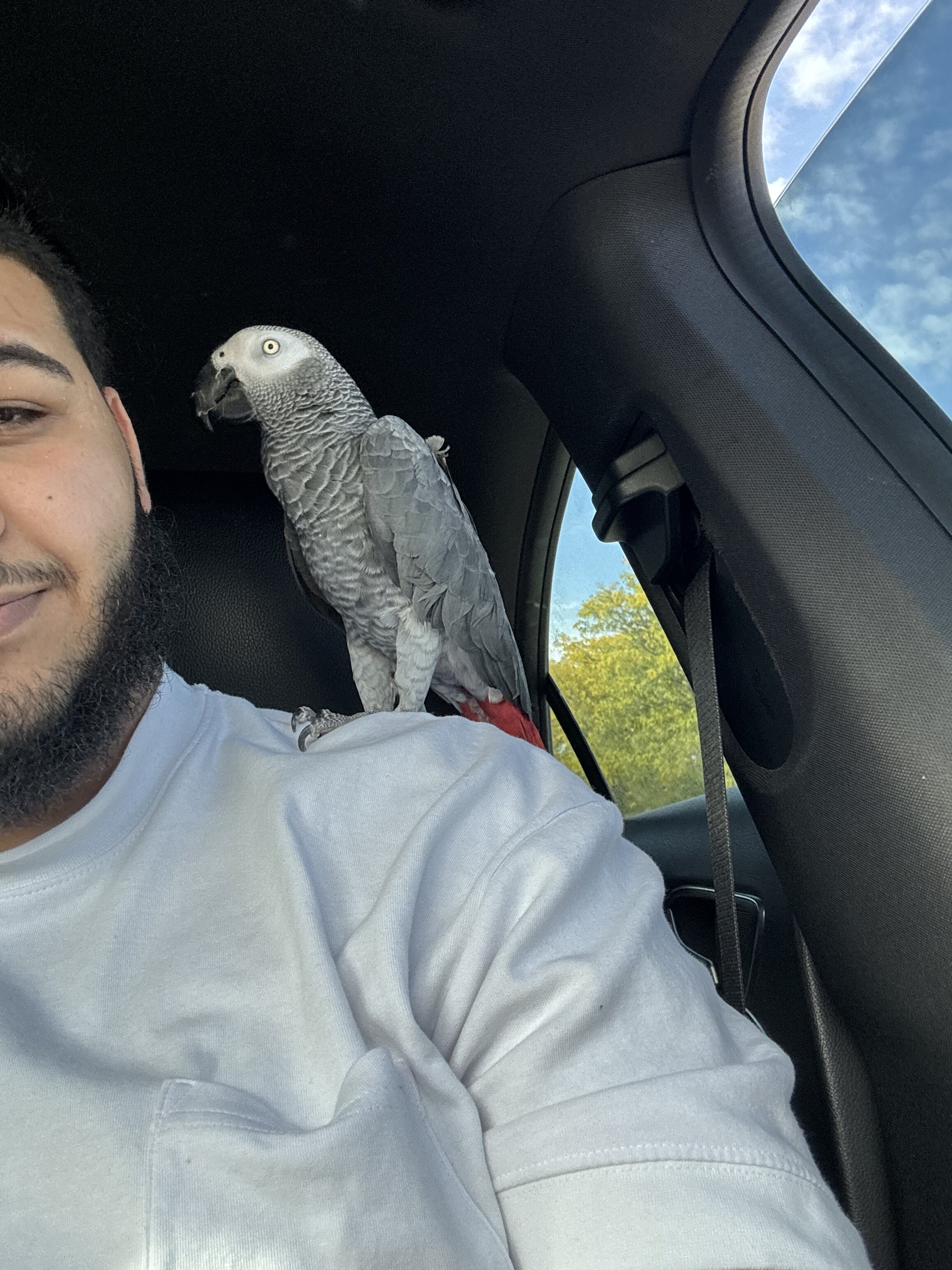 African grey image 1