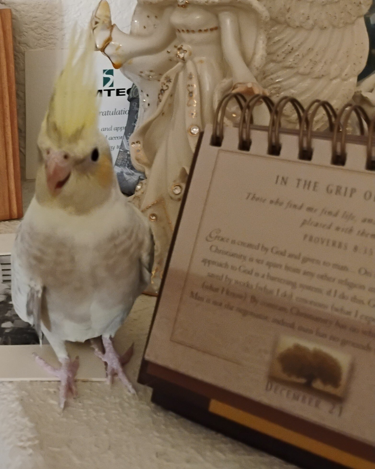 Female Pearled Cockatiel image 3