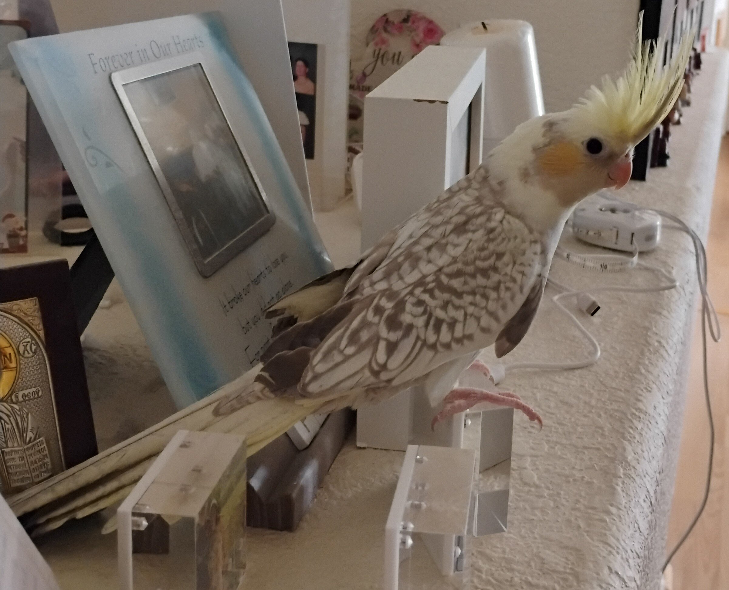 Female Pearled Cockatiel image 1