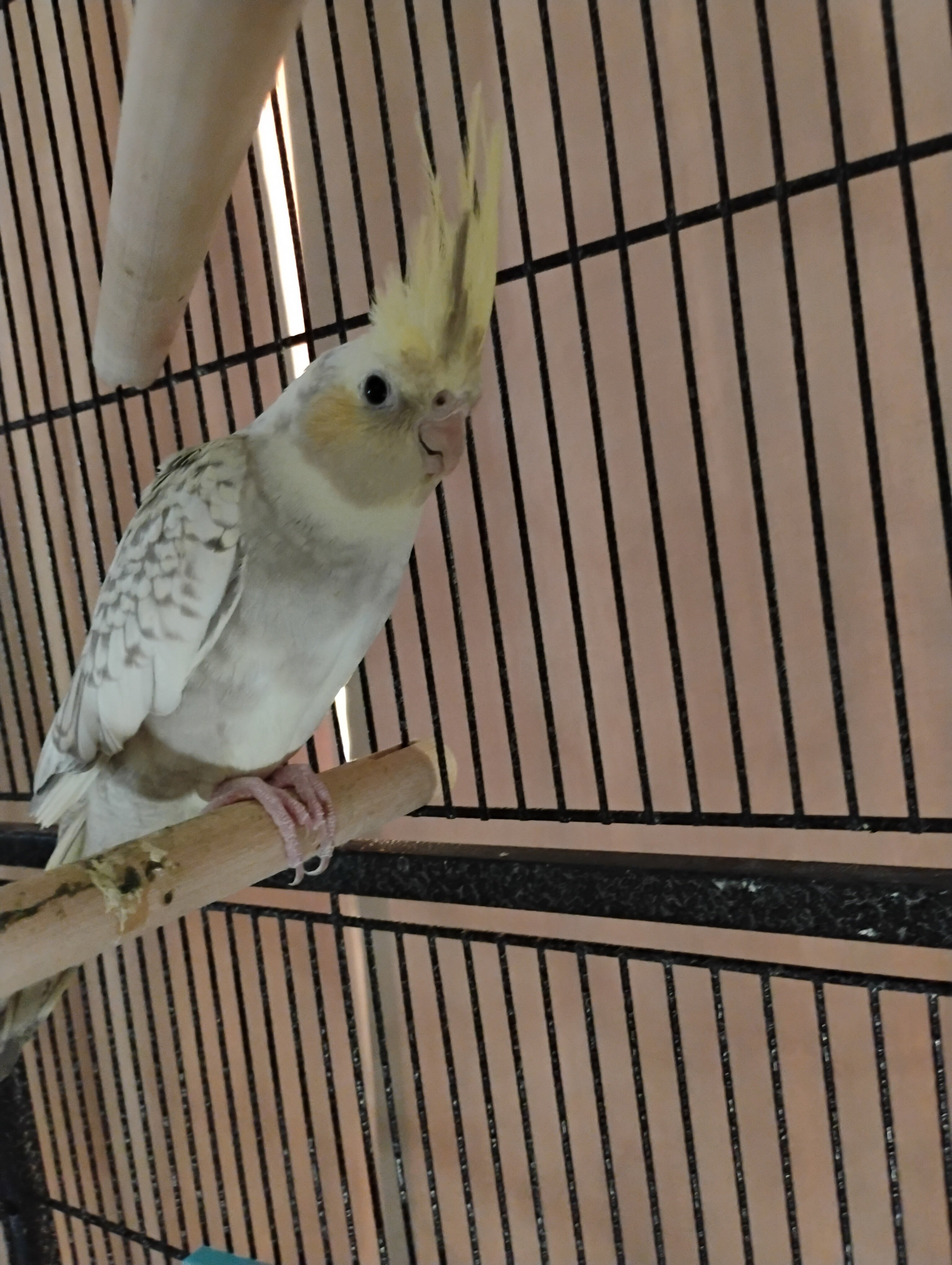 Female Pearled Cockatiel image 2
