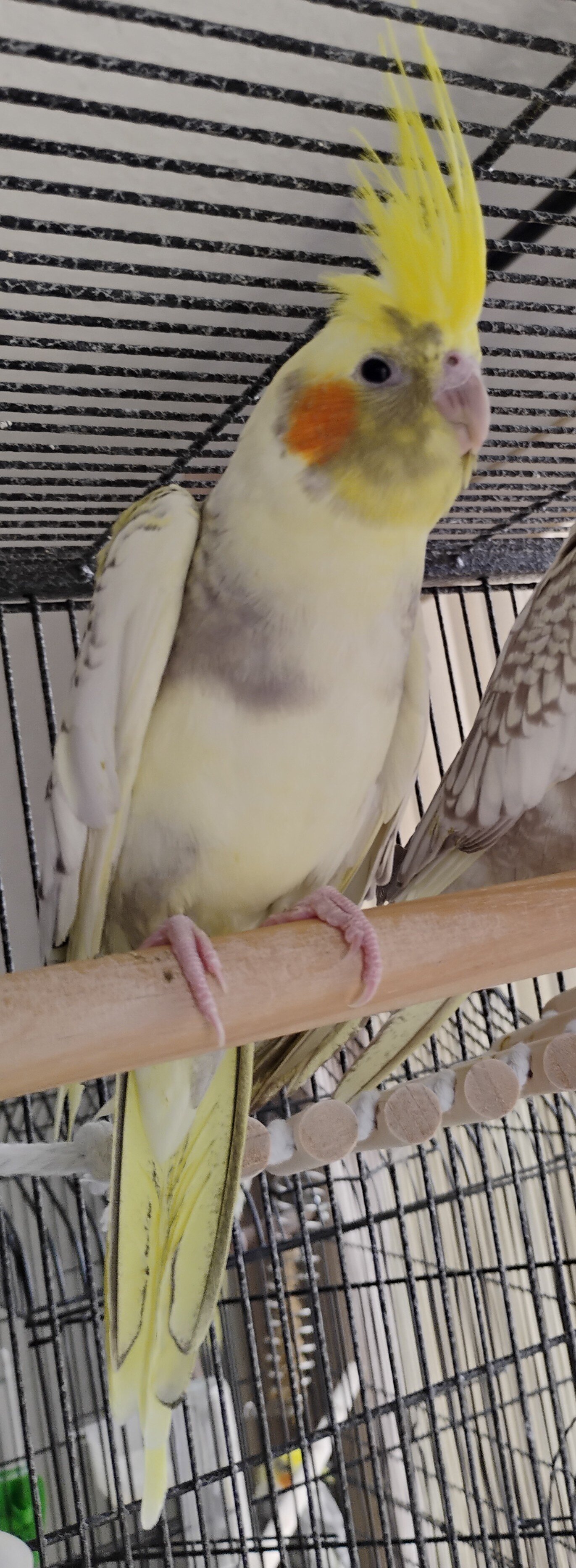Male Pearled Cockatiel image 2