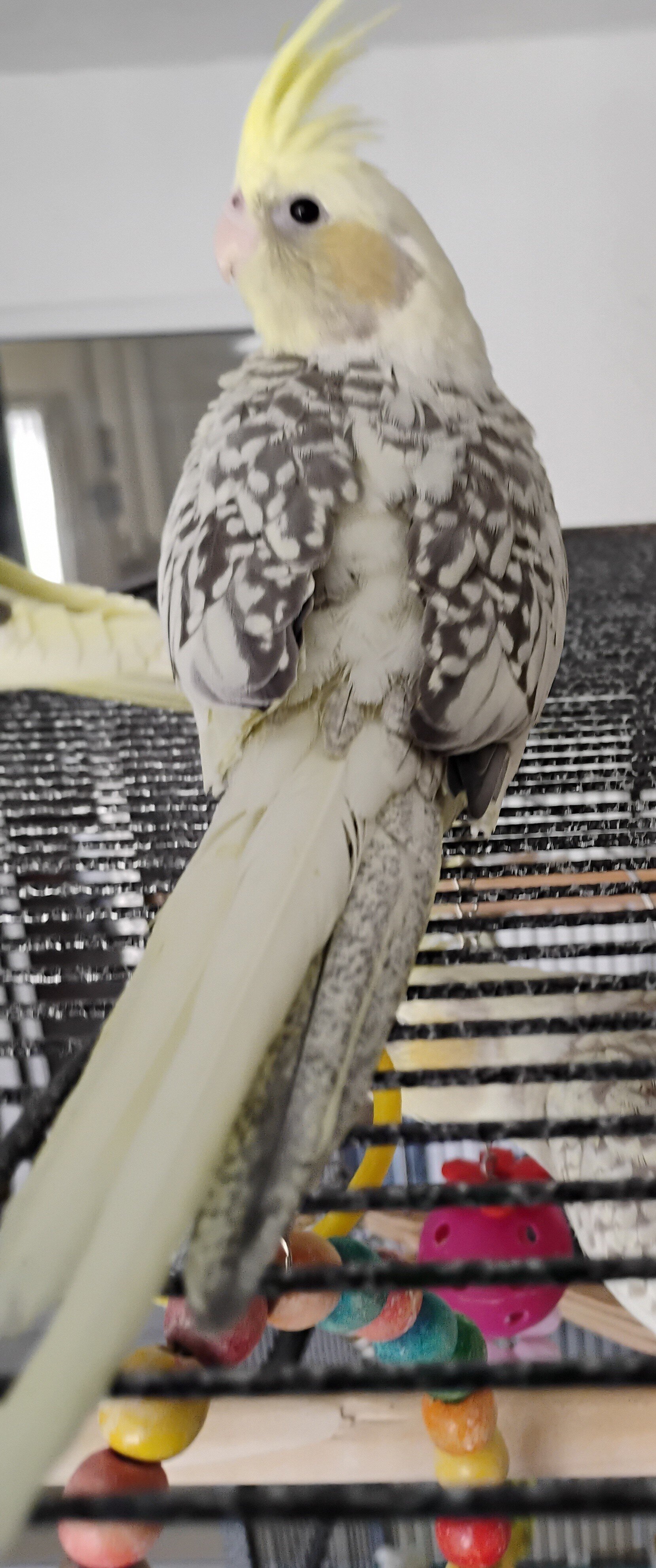 Male Pearled Cockatiel image 1