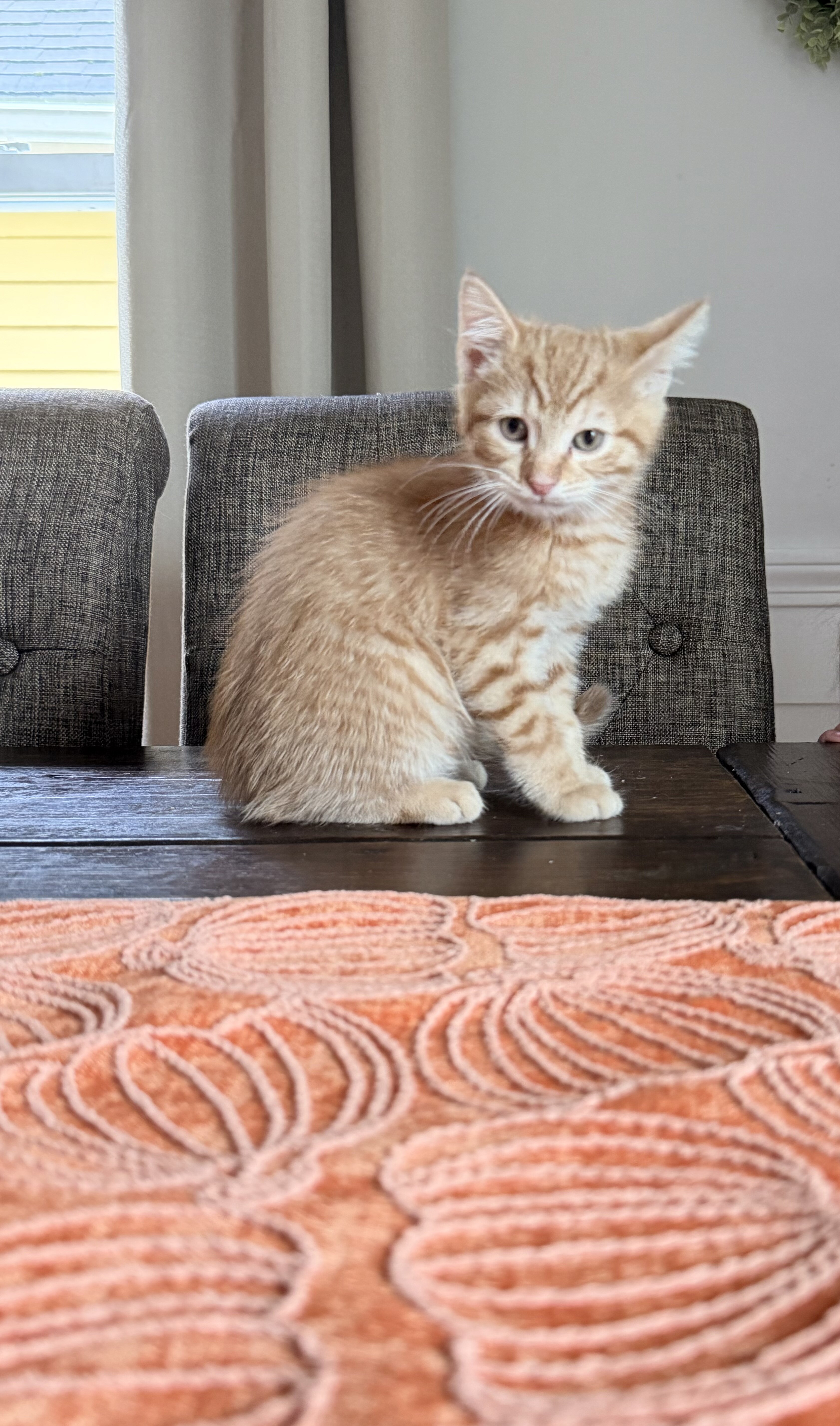 Kittens image 1