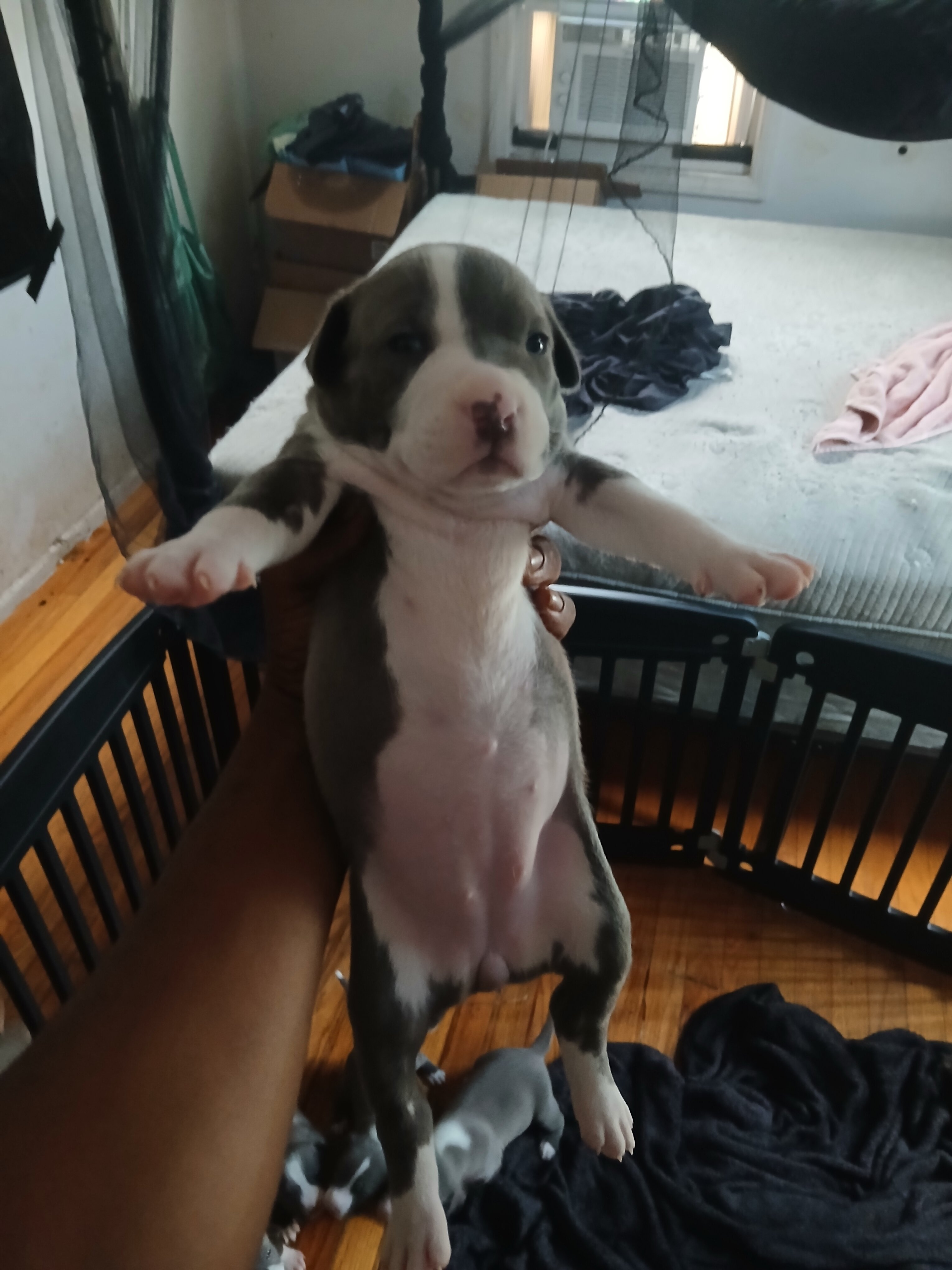 bully terrier image 1