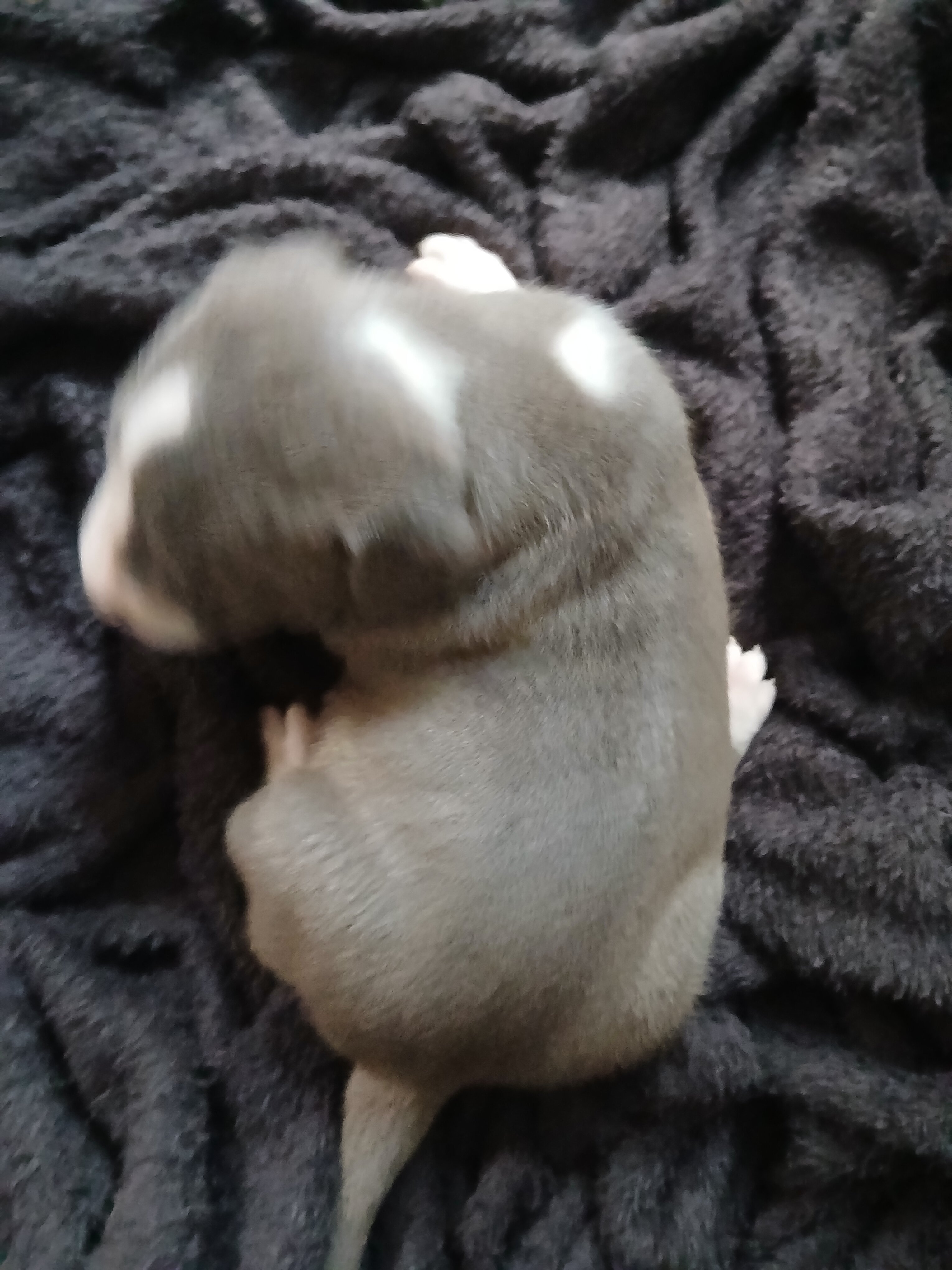 bully terrier image 2