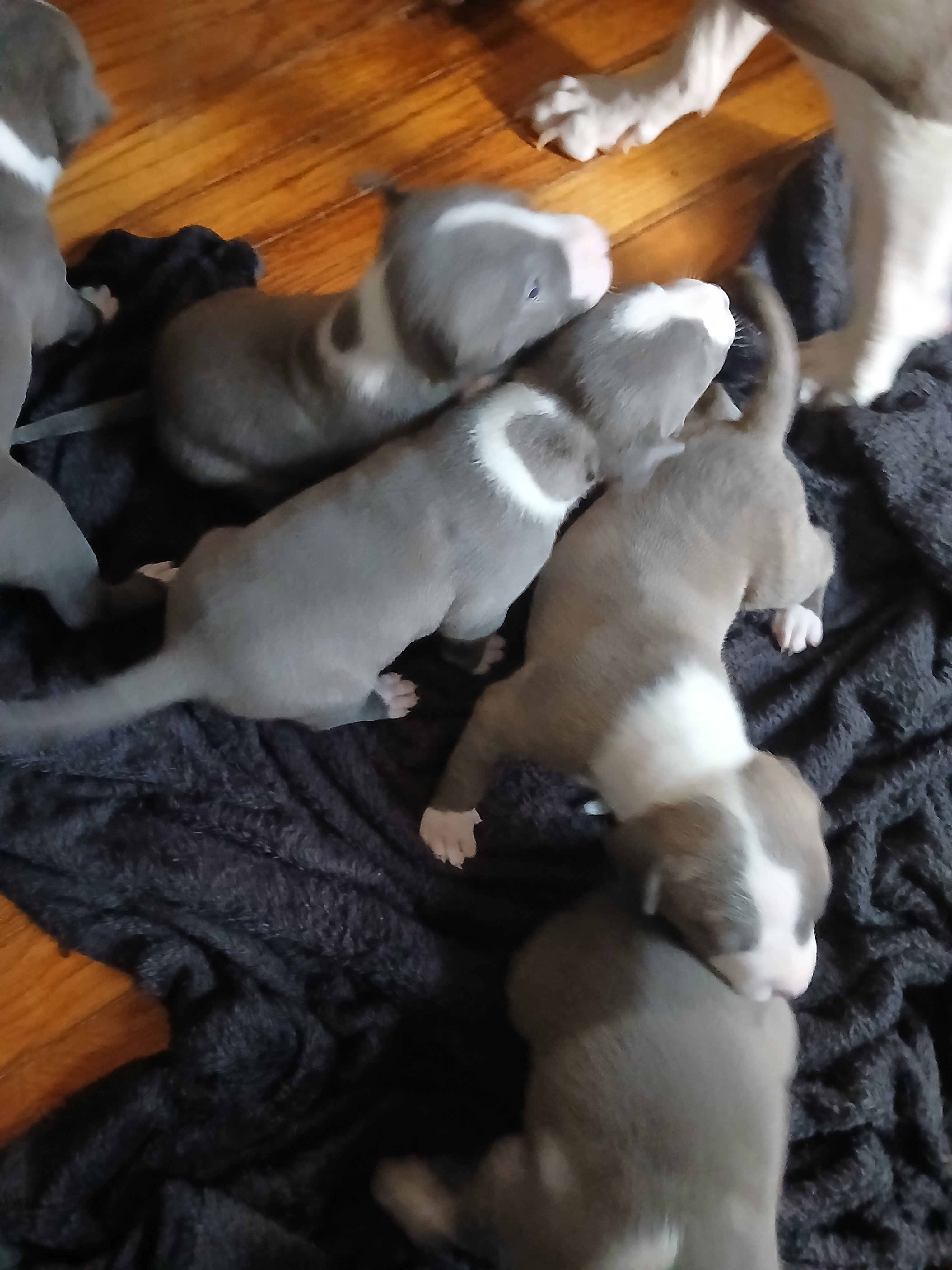 bully terrier image 3