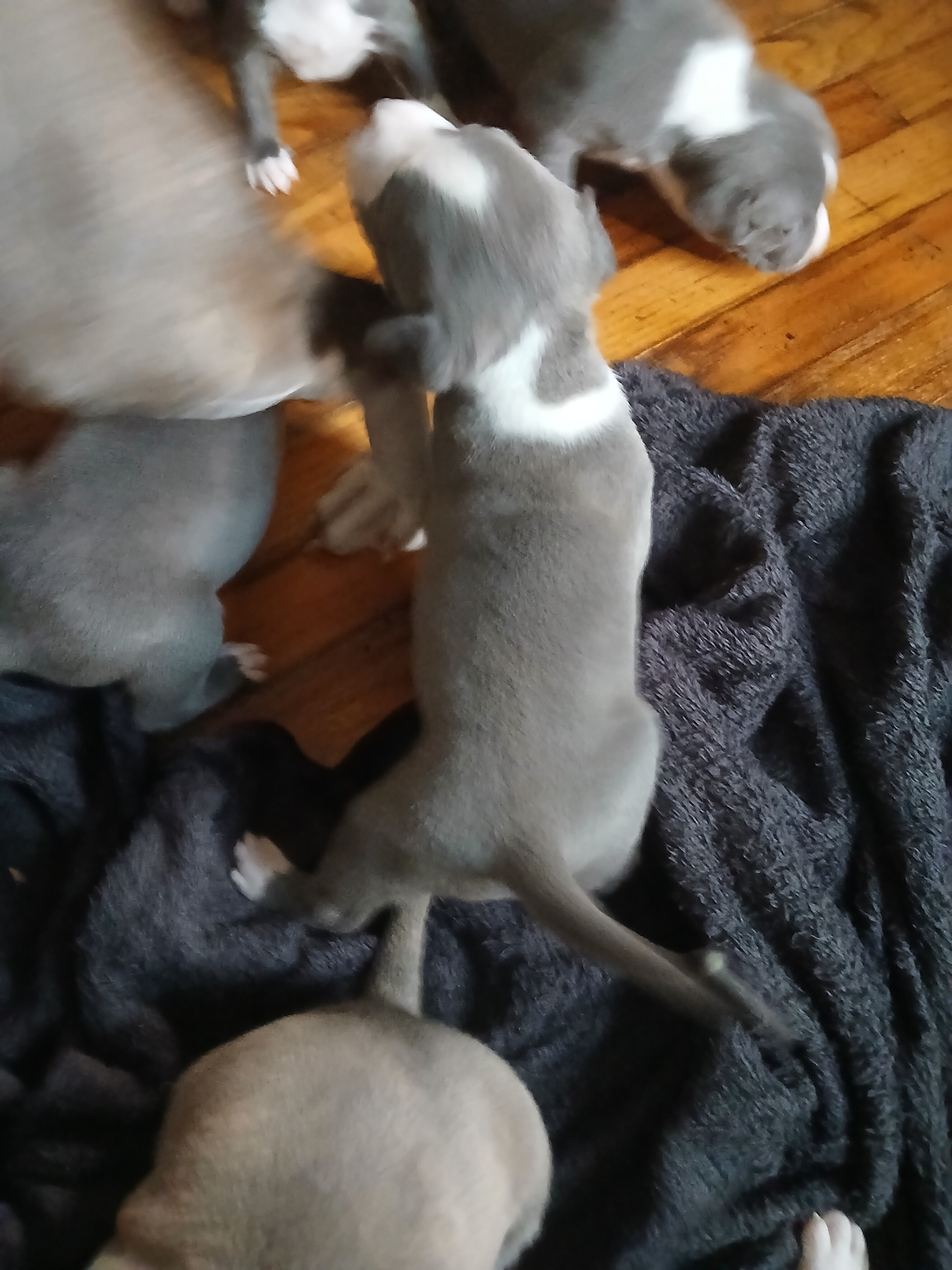 bully terrier image 4